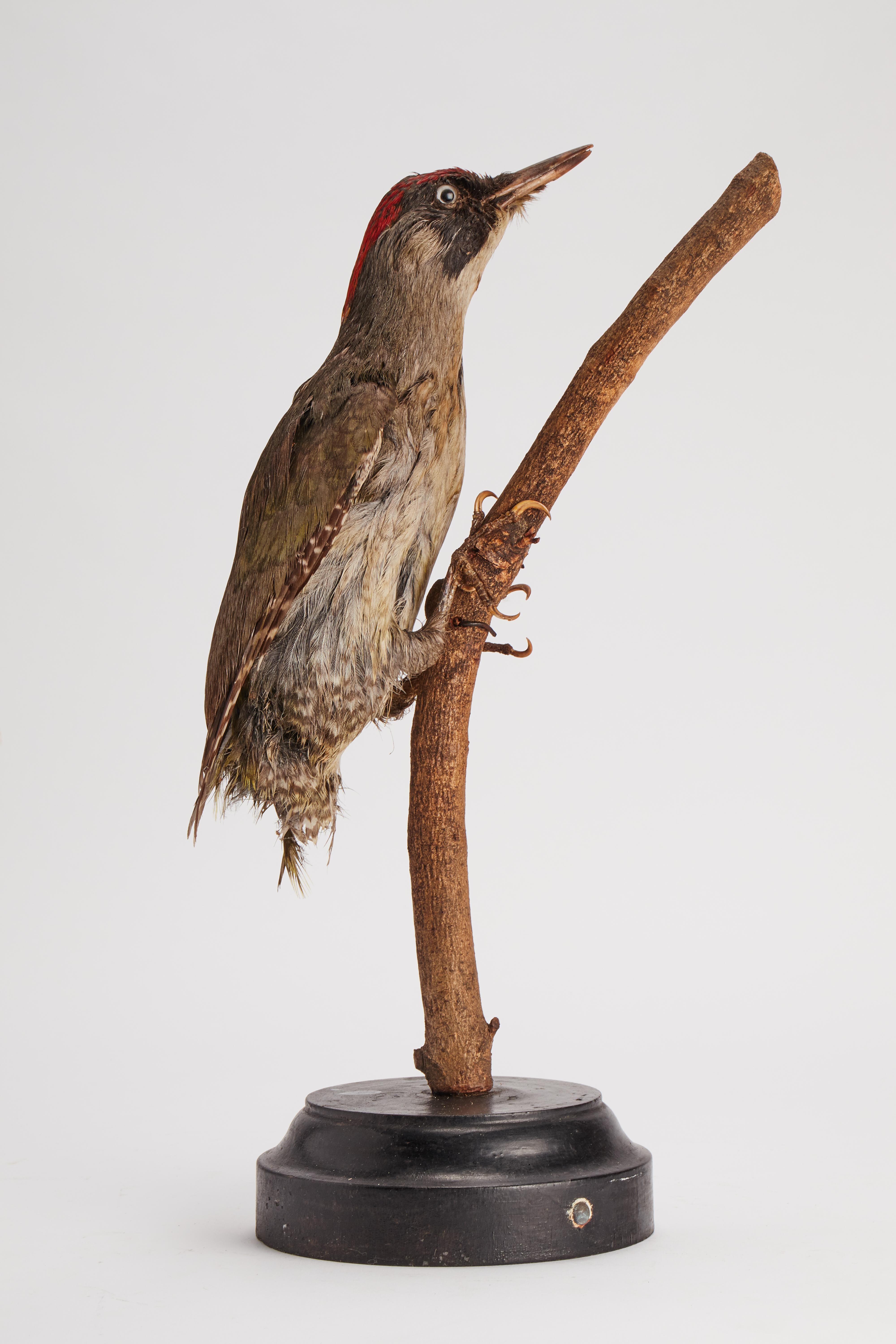 italian woodpecker
