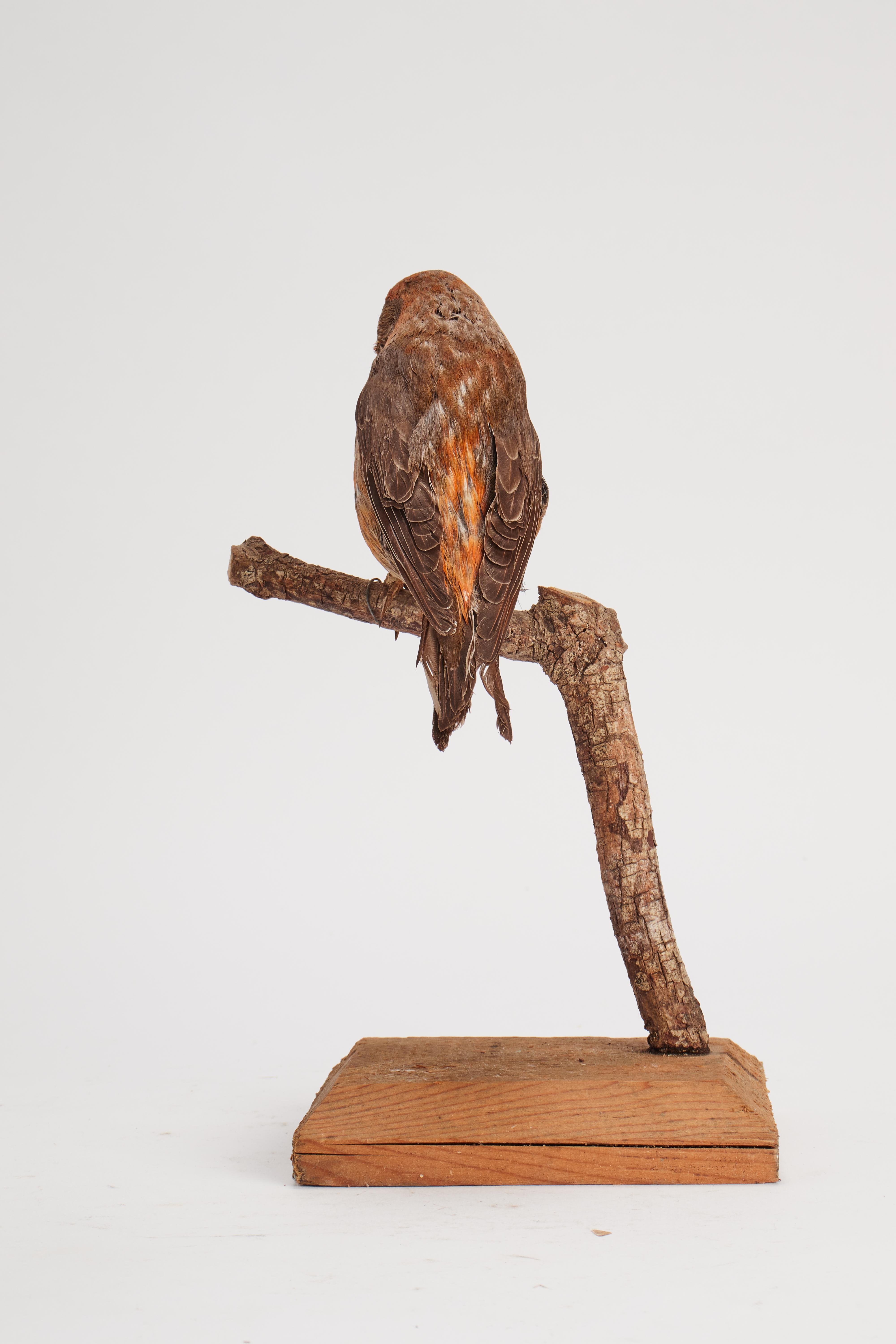 Pájaro disecado para gabinete de historia natural, Italia 1880 Italiano en venta