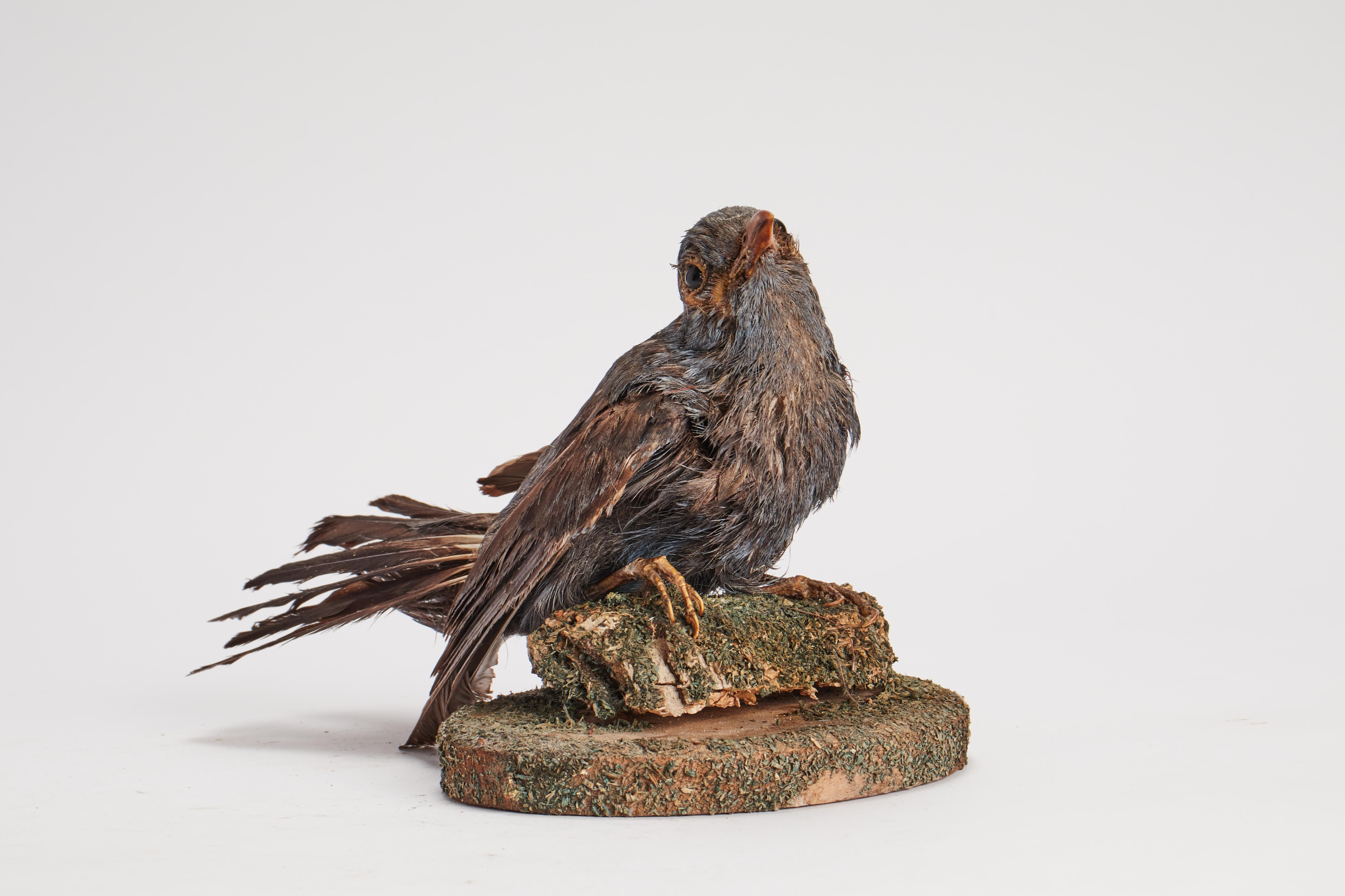Italian Stuffed bird for natural history cabinet, Italy 1880.  For Sale