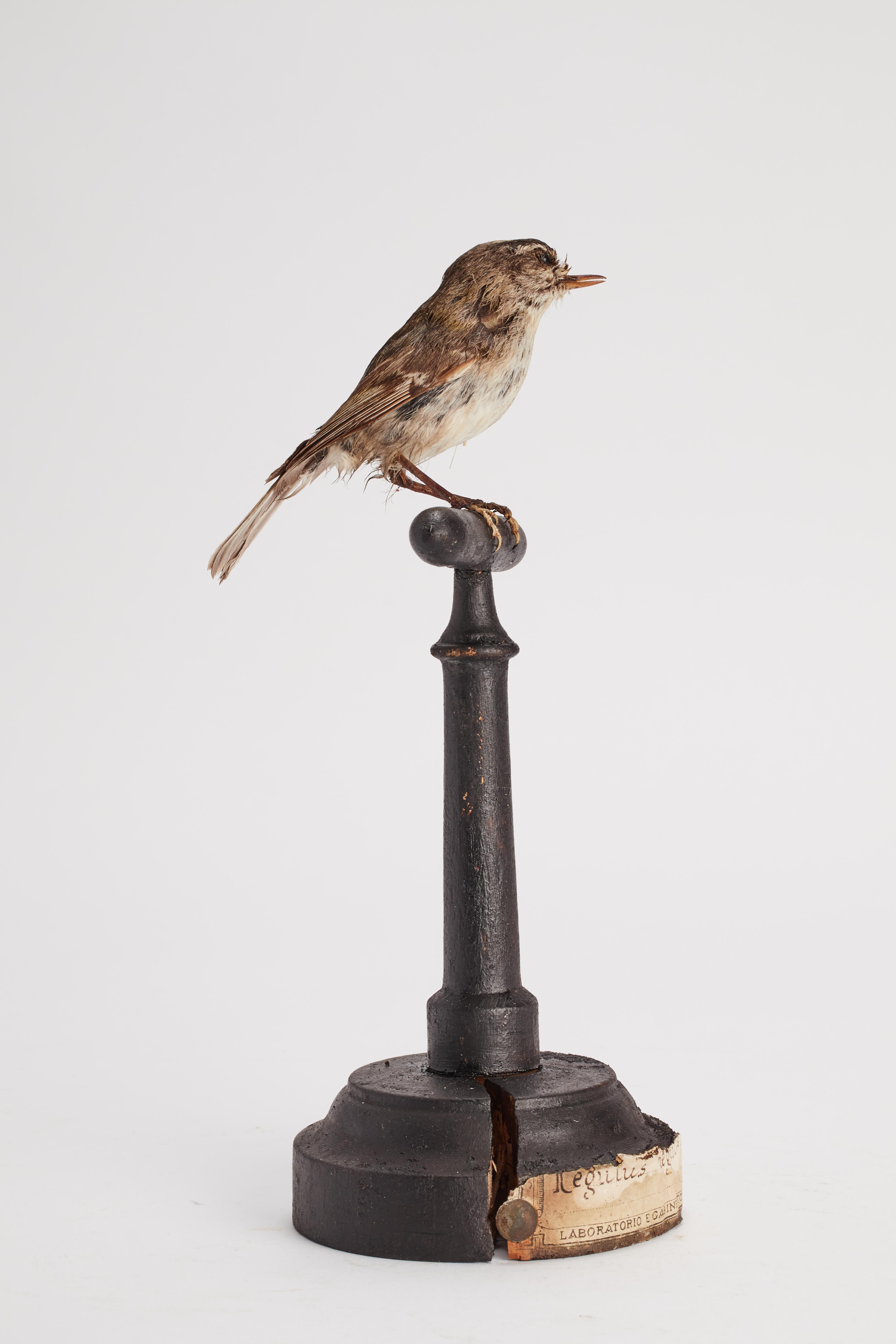 Italian Stuffed bird for natural history cabinet, Italy 1880.  For Sale
