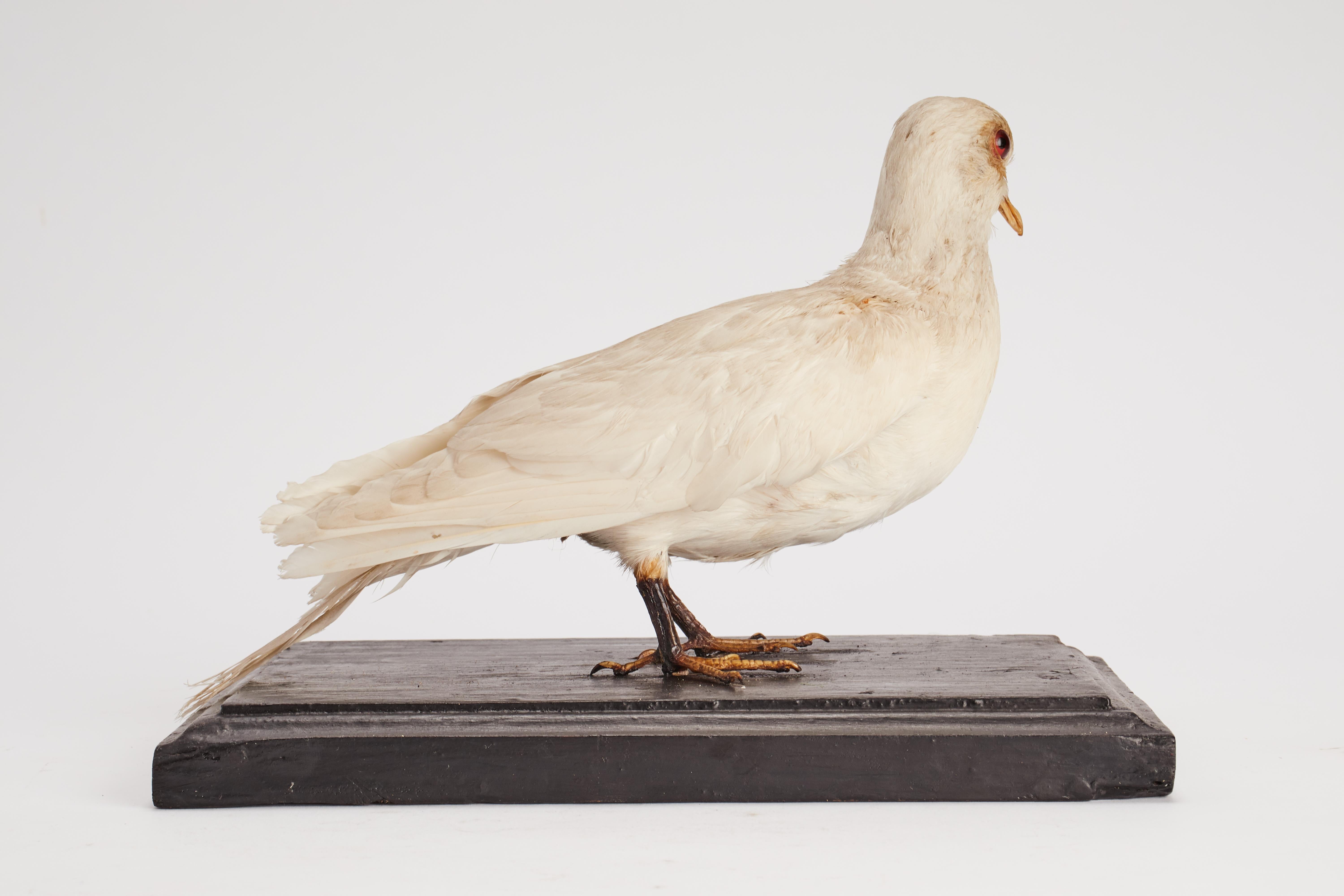 Stuffed Bird for Natural History Cabinet, Italy, 1880 In Good Condition For Sale In Milan, IT