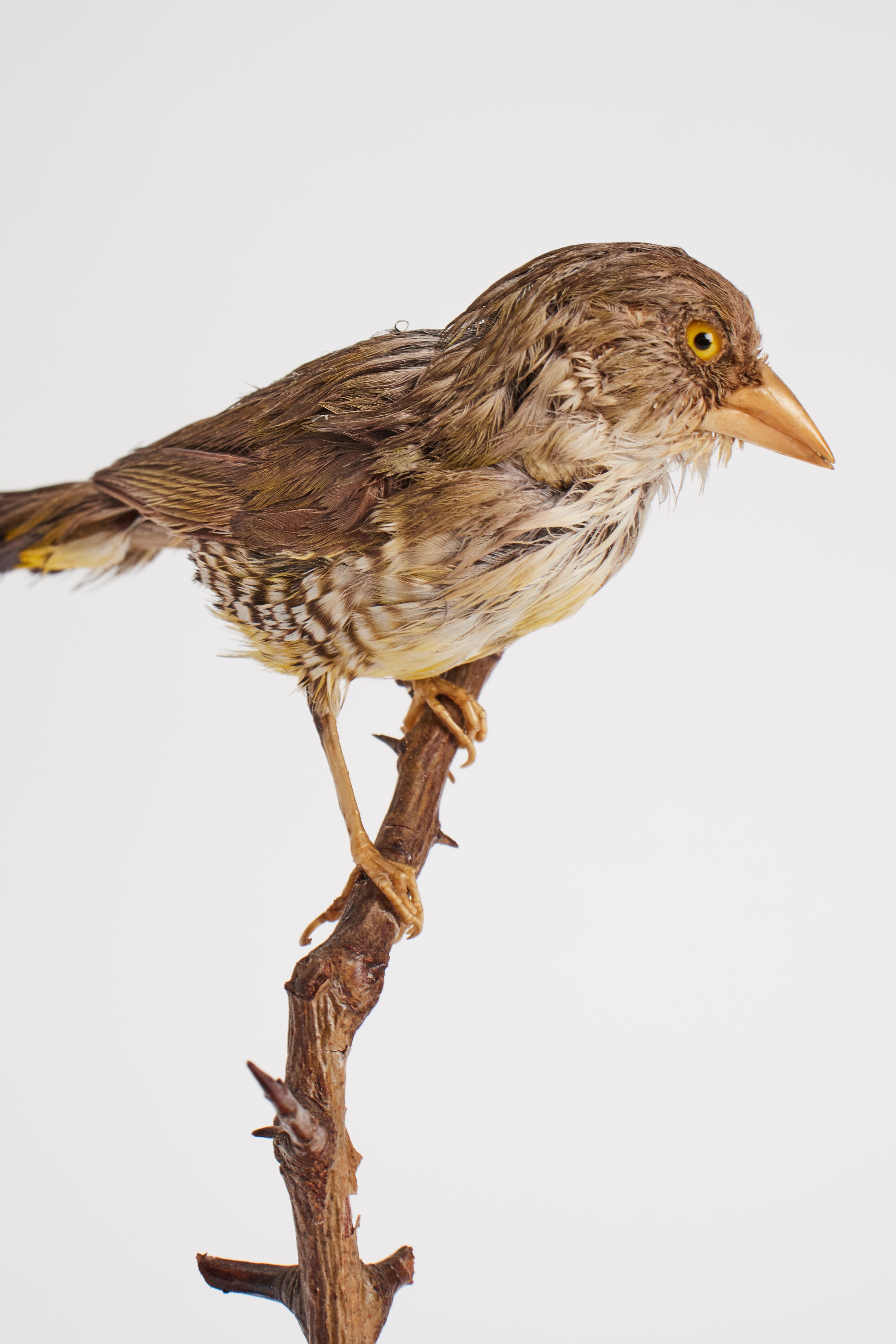 Stuffed Bird for Natural History Cabinet, Italy 1880 In Good Condition For Sale In Milan, IT