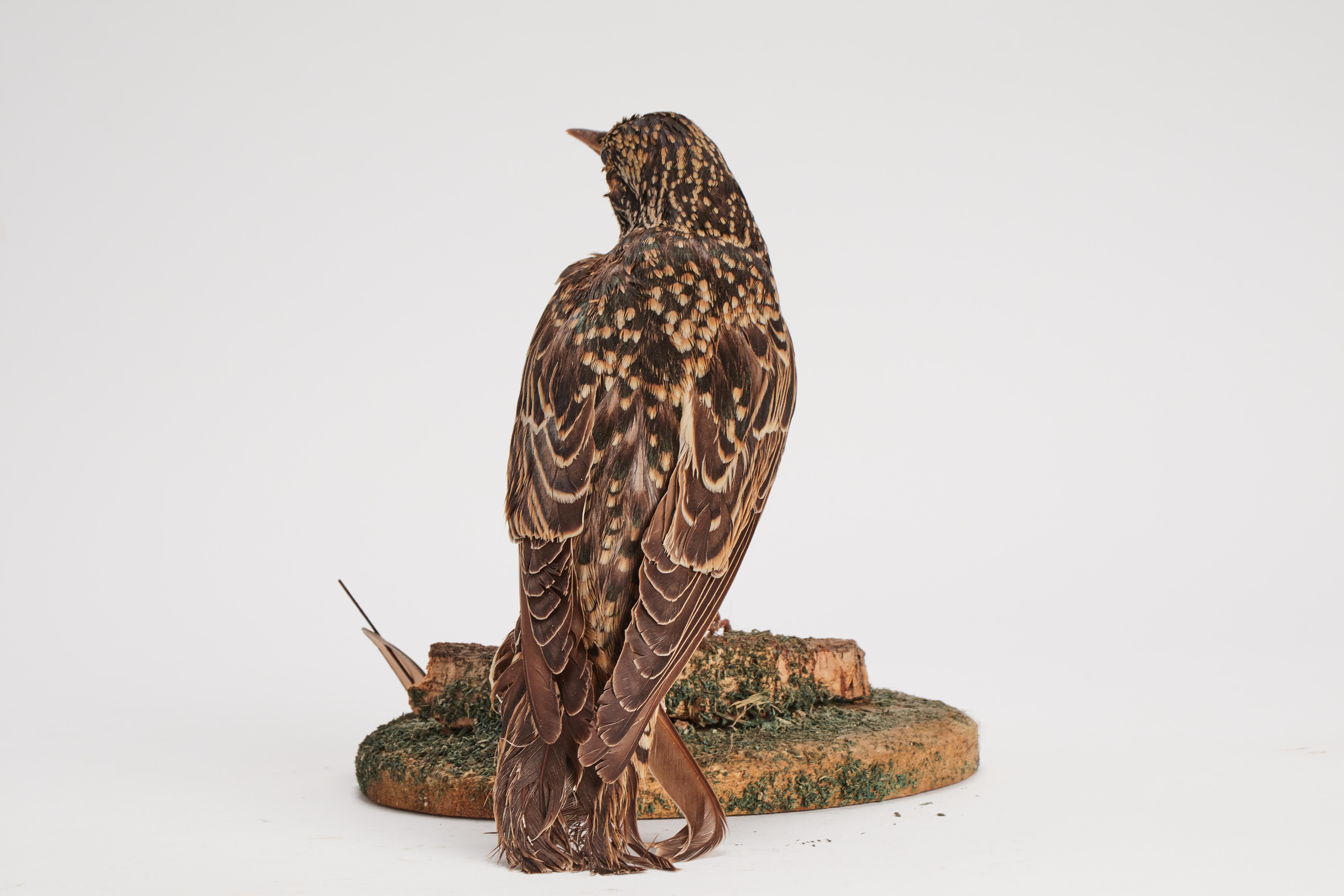 Pájaro disecado para gabinete de historia natural, Italia, 1880 en Bueno estado para la venta en Milan, IT