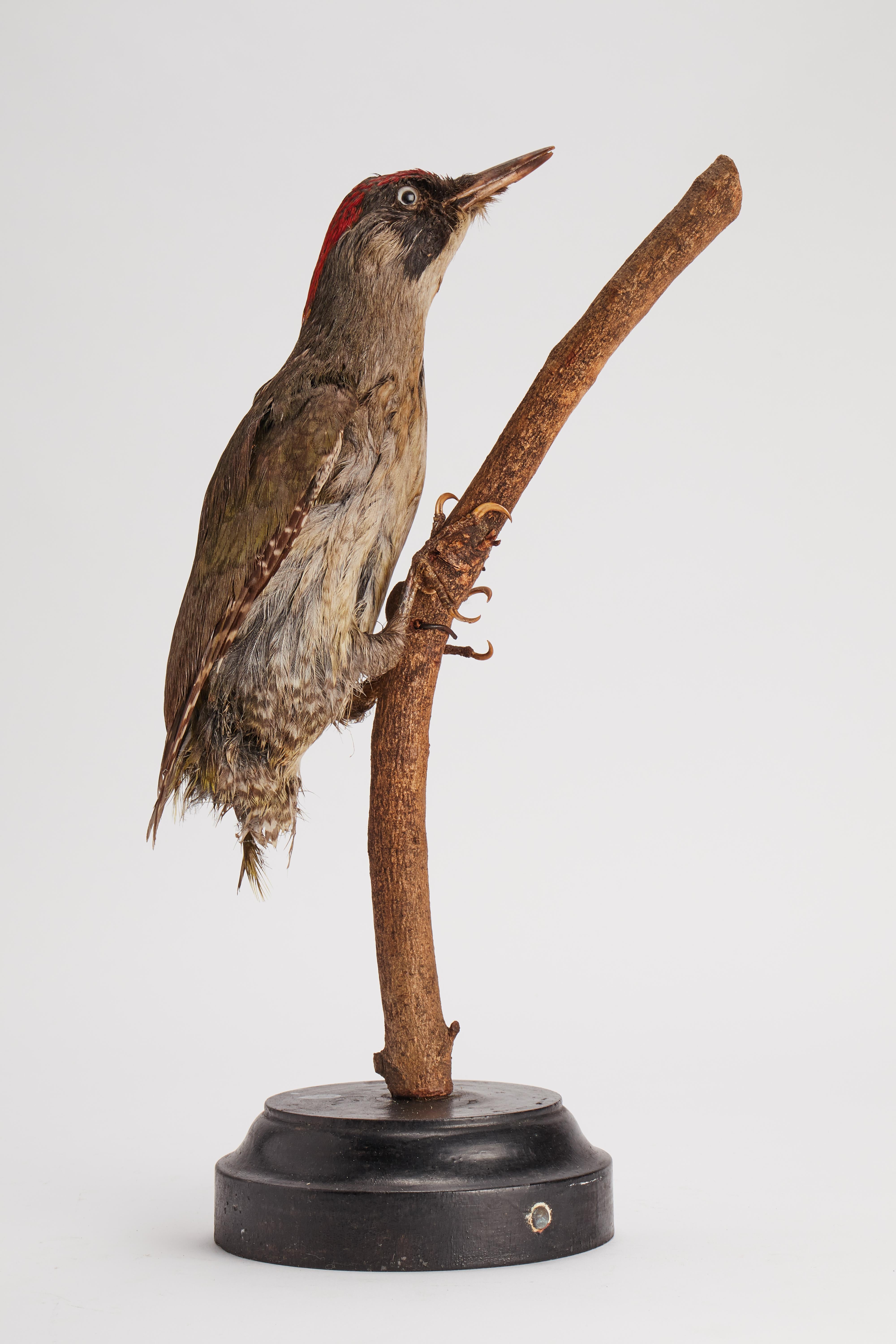 Schrank mit gerafftem Vogel fr Naturgeschichte, Italien, 1880 im Zustand „Gut“ im Angebot in Milan, IT