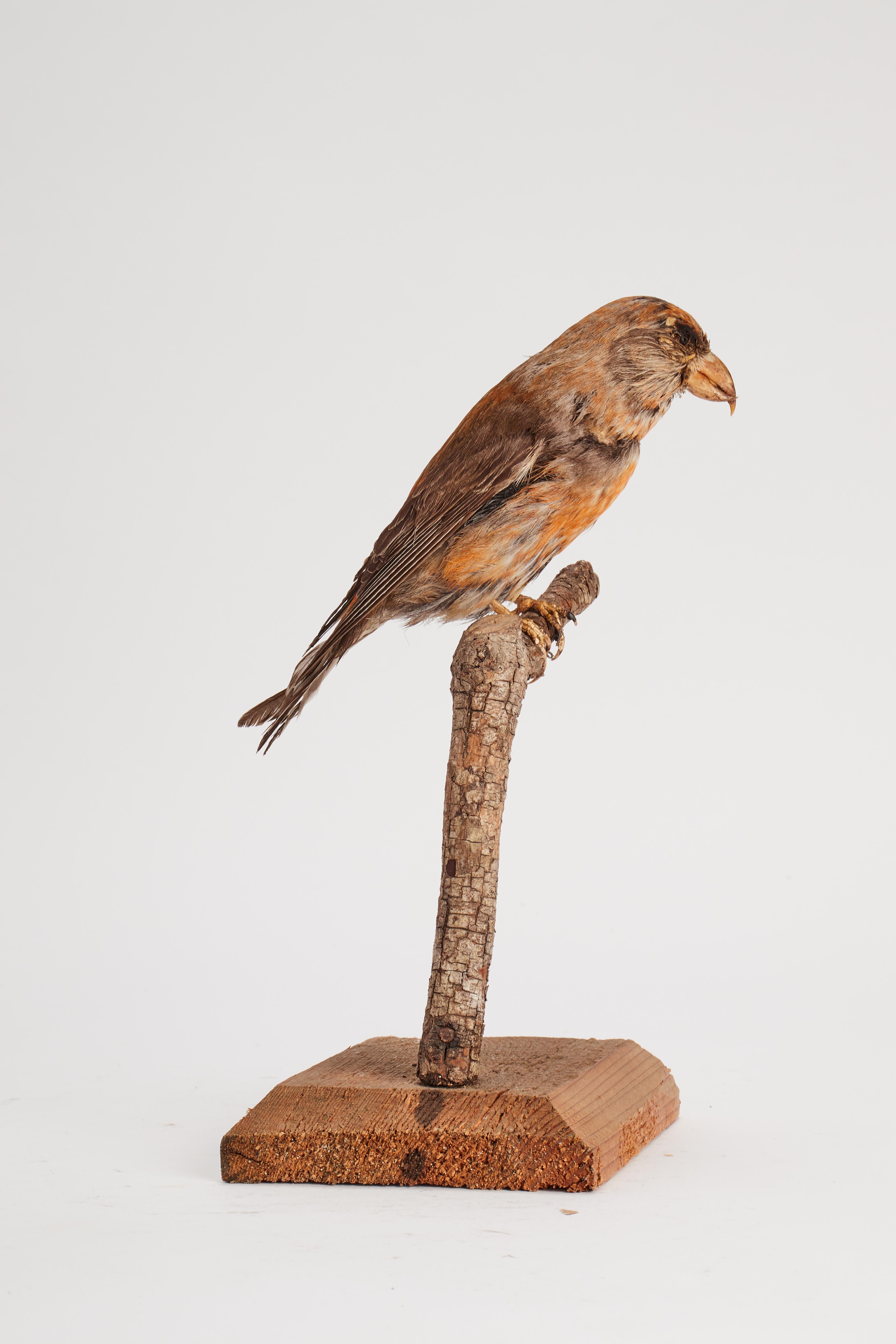 Schrank mit gerafftem Vogel fr Naturgeschichte, Italien 1880 im Zustand „Gut“ im Angebot in Milan, IT