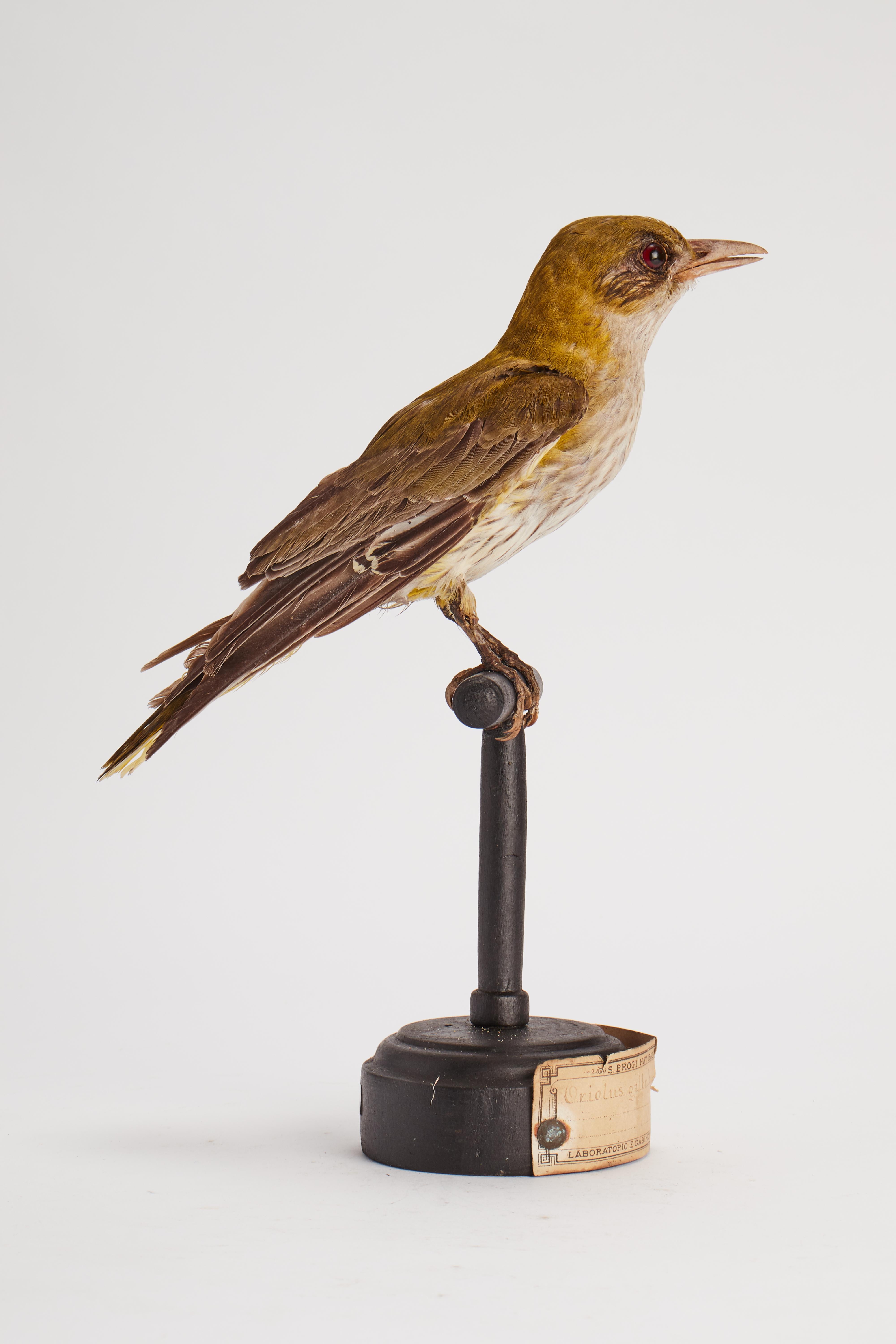 Stuffed Bird for Natural History Cabinet, Italy, 1880 In Good Condition In Milan, IT