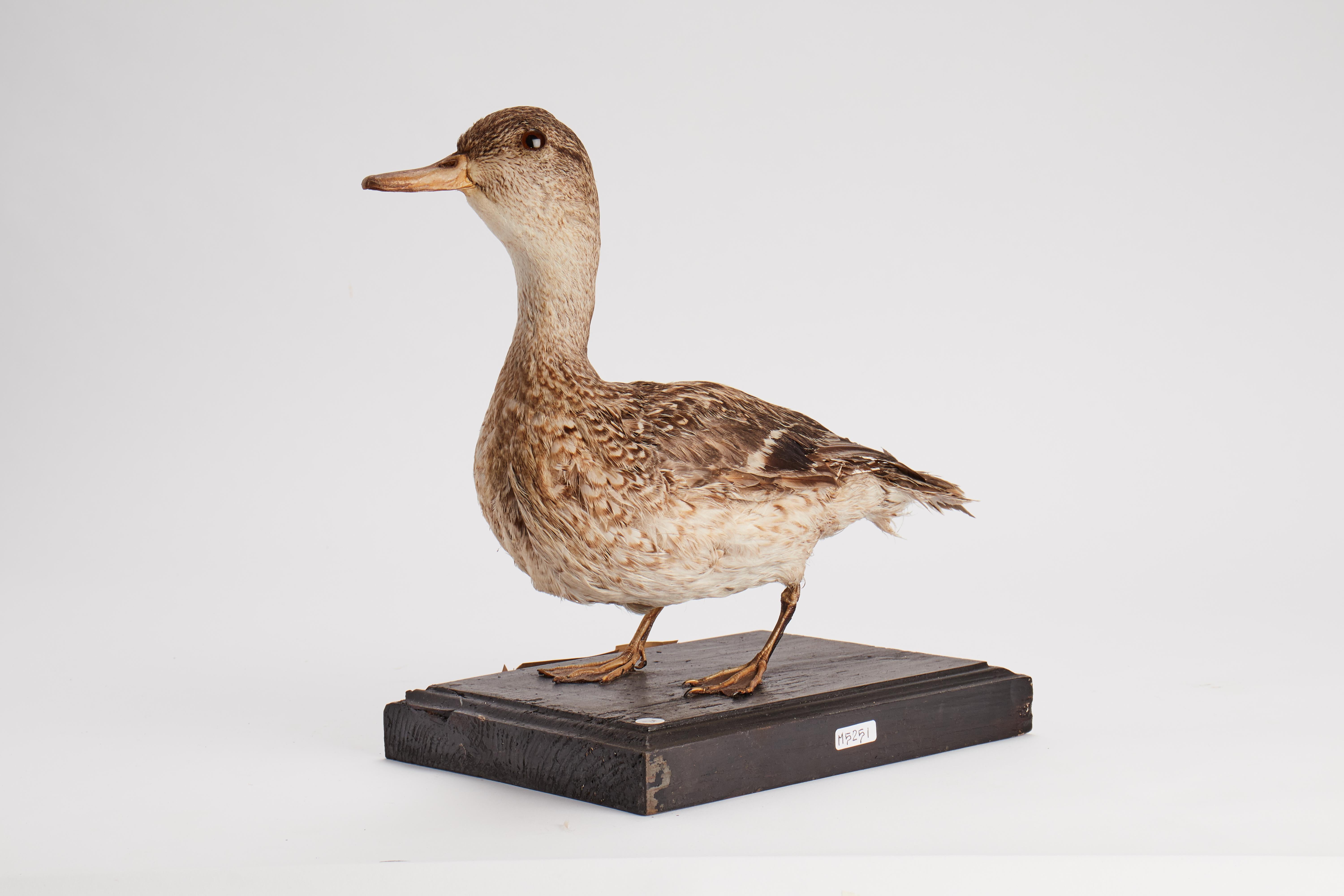 Stuffed bird for natural history cabinet, Italy 1880.  In Good Condition For Sale In Milan, IT