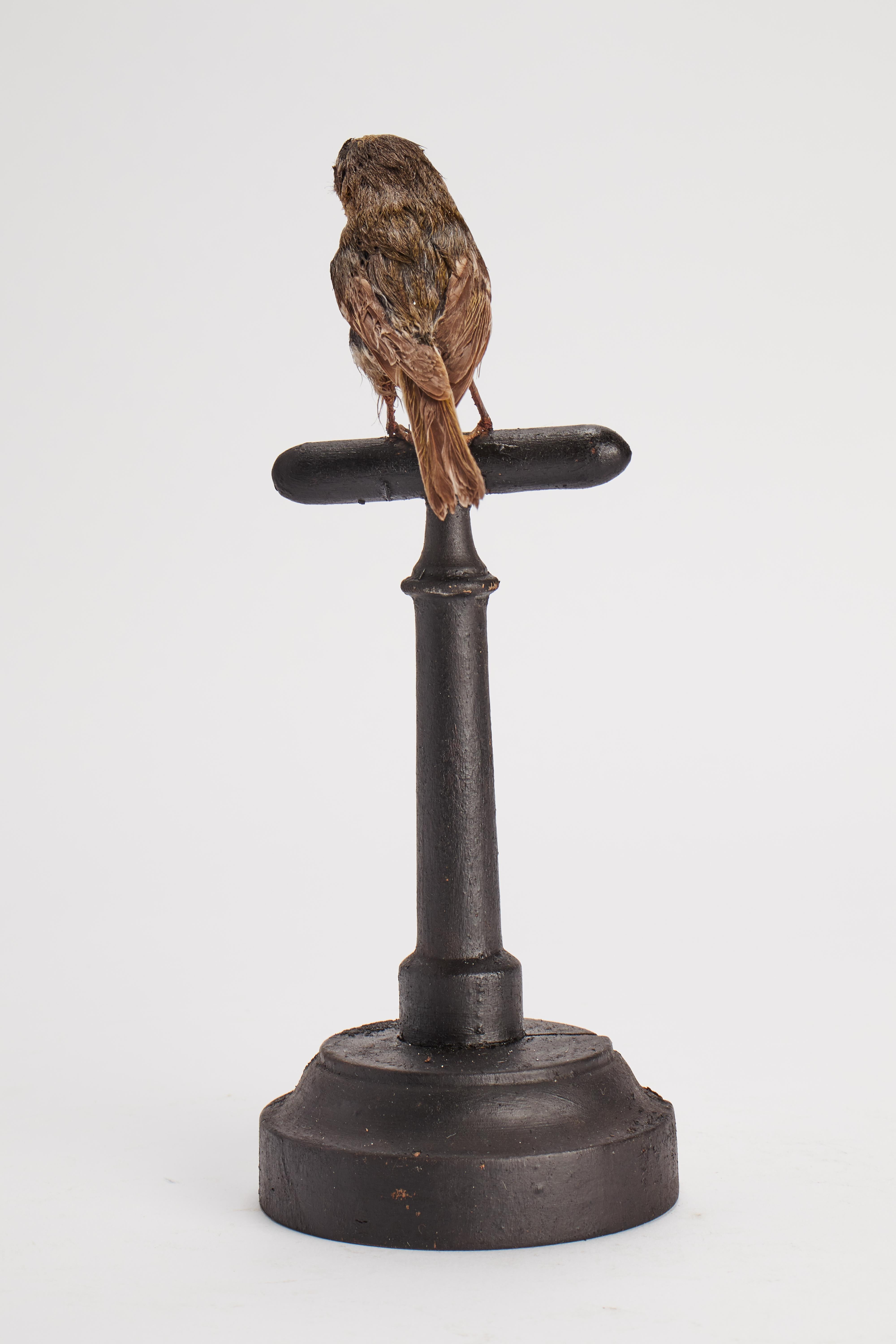 Stuffed bird for natural history cabinet, Italy 1880.  In Good Condition For Sale In Milan, IT