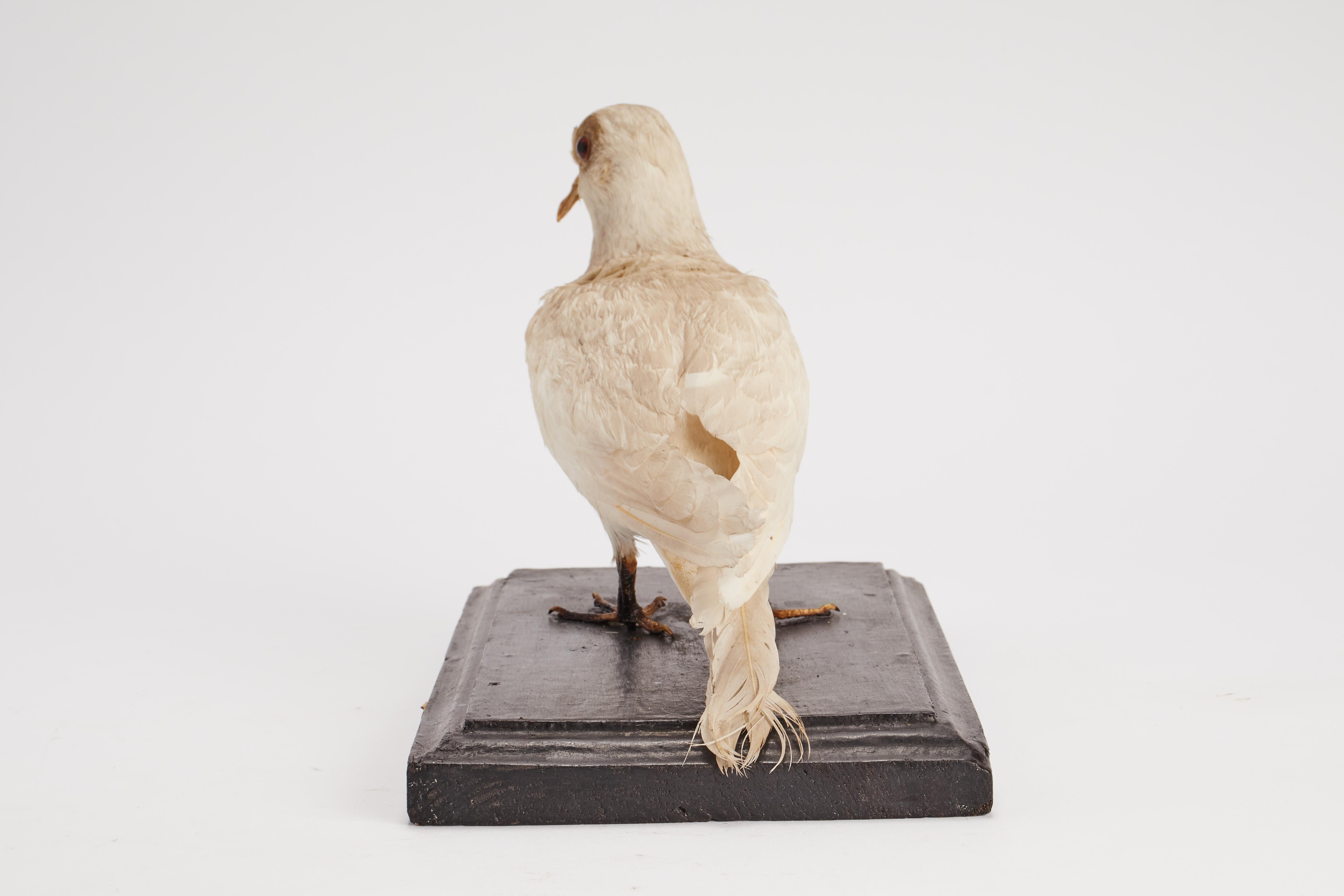 Schrank mit gerafftem Vogel für Naturgeschichte, Italien, 1880 (19. Jahrhundert) im Angebot