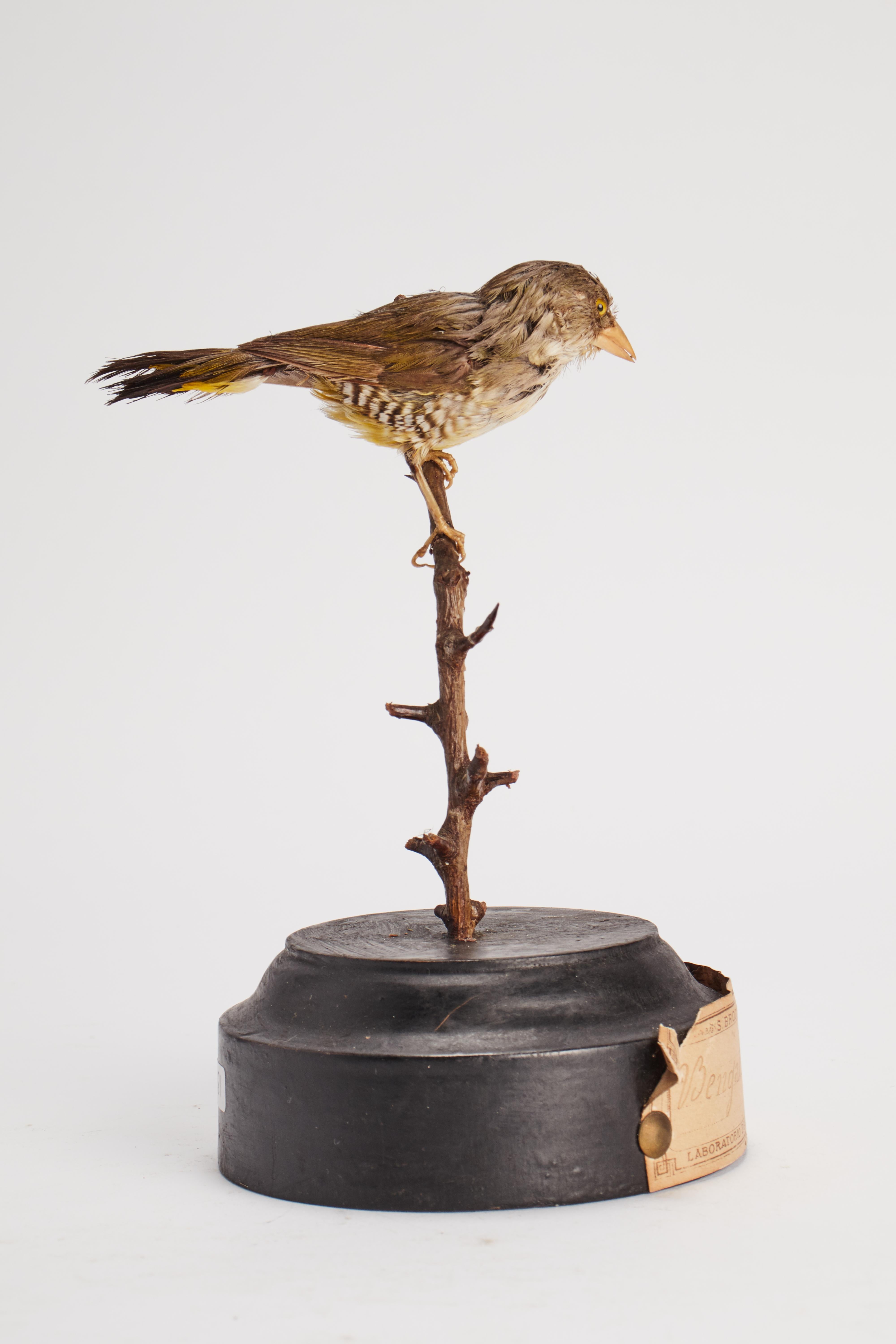 19th Century Stuffed Bird for Natural History Cabinet, Italy 1880 For Sale