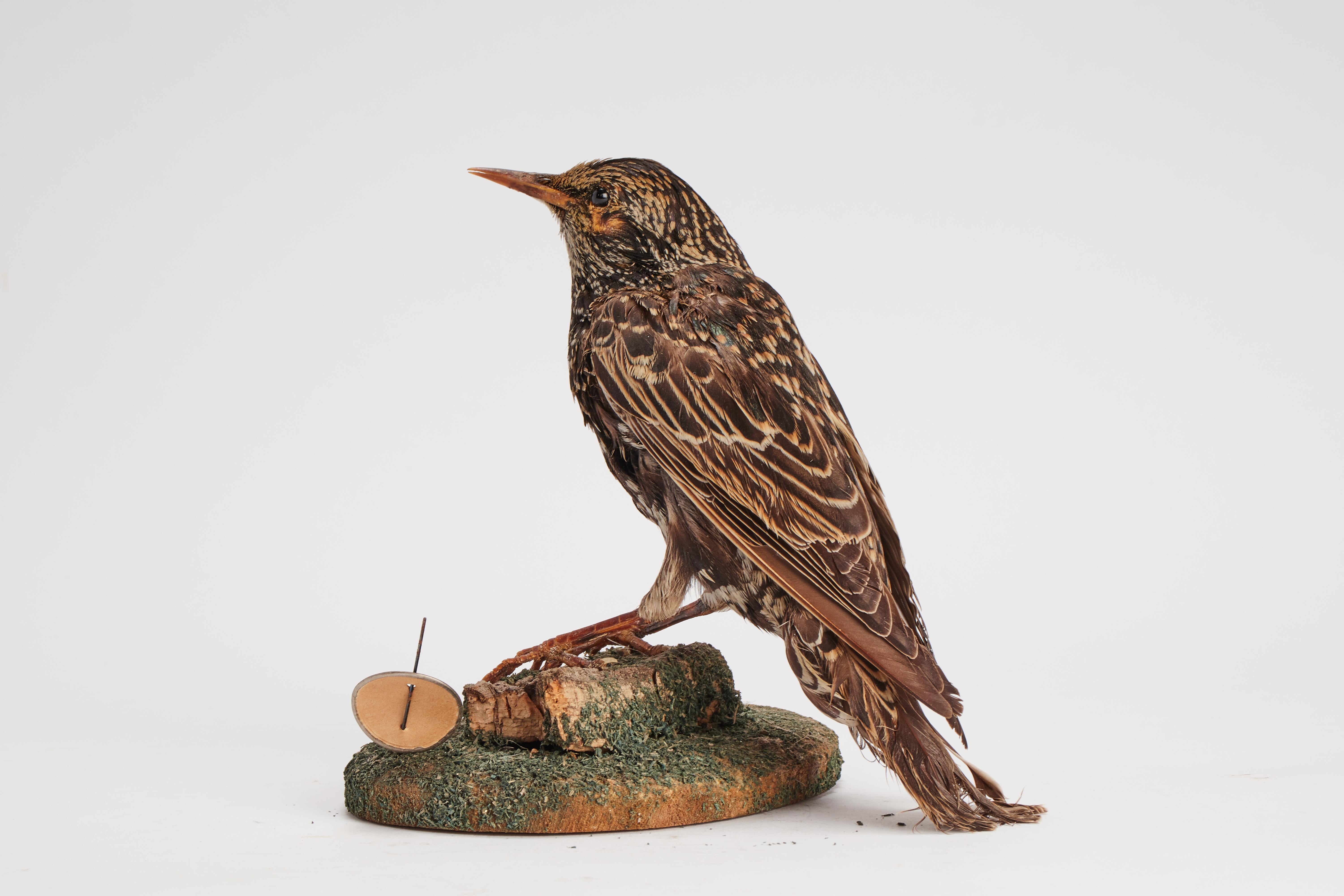 Schrank mit gerafftem Vogel für Naturgeschichte, Italien, 1880 (Italienisch) im Angebot