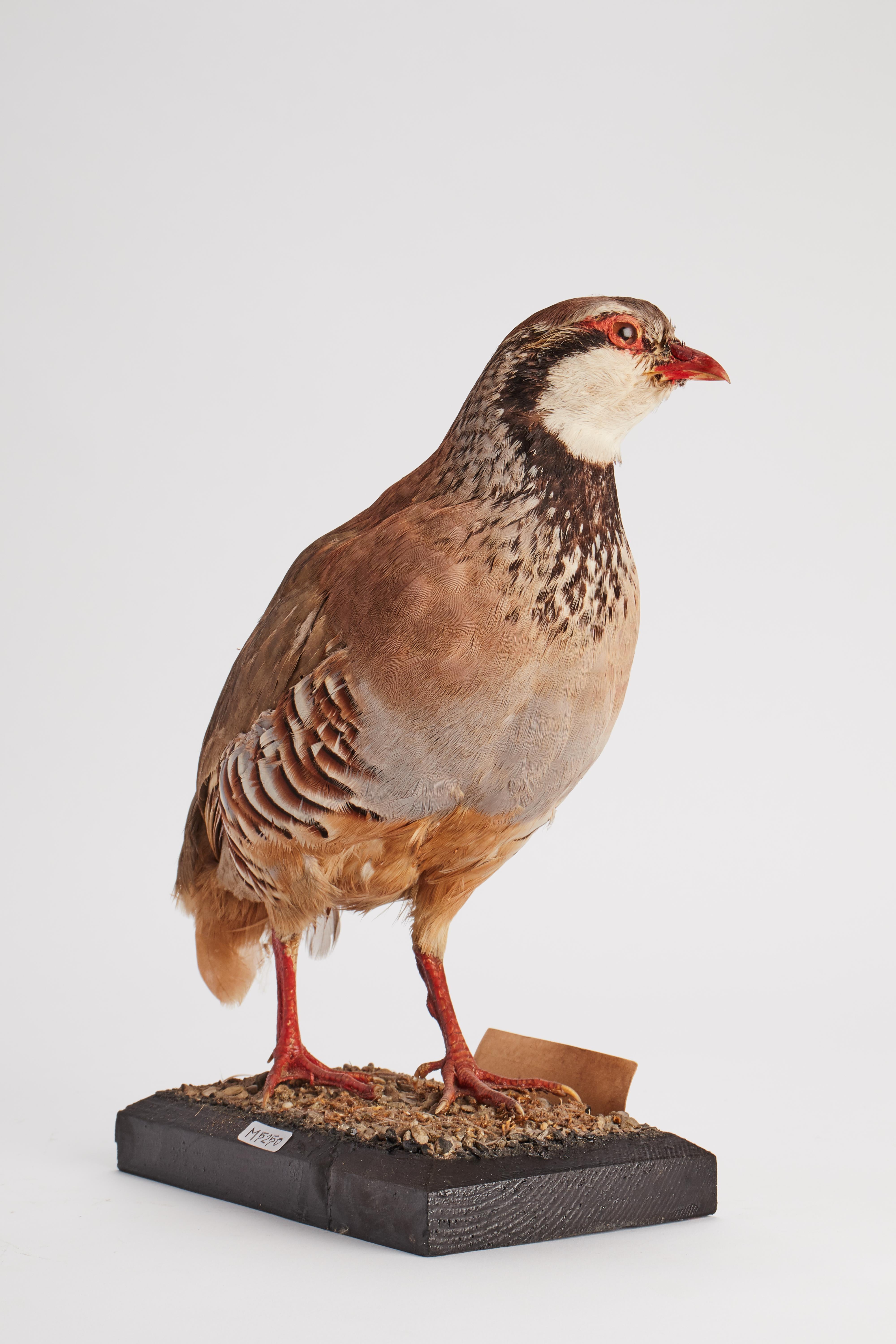 italien Oiseau empaill pour cabinet d'histoire naturelle, Italie, 1880 en vente