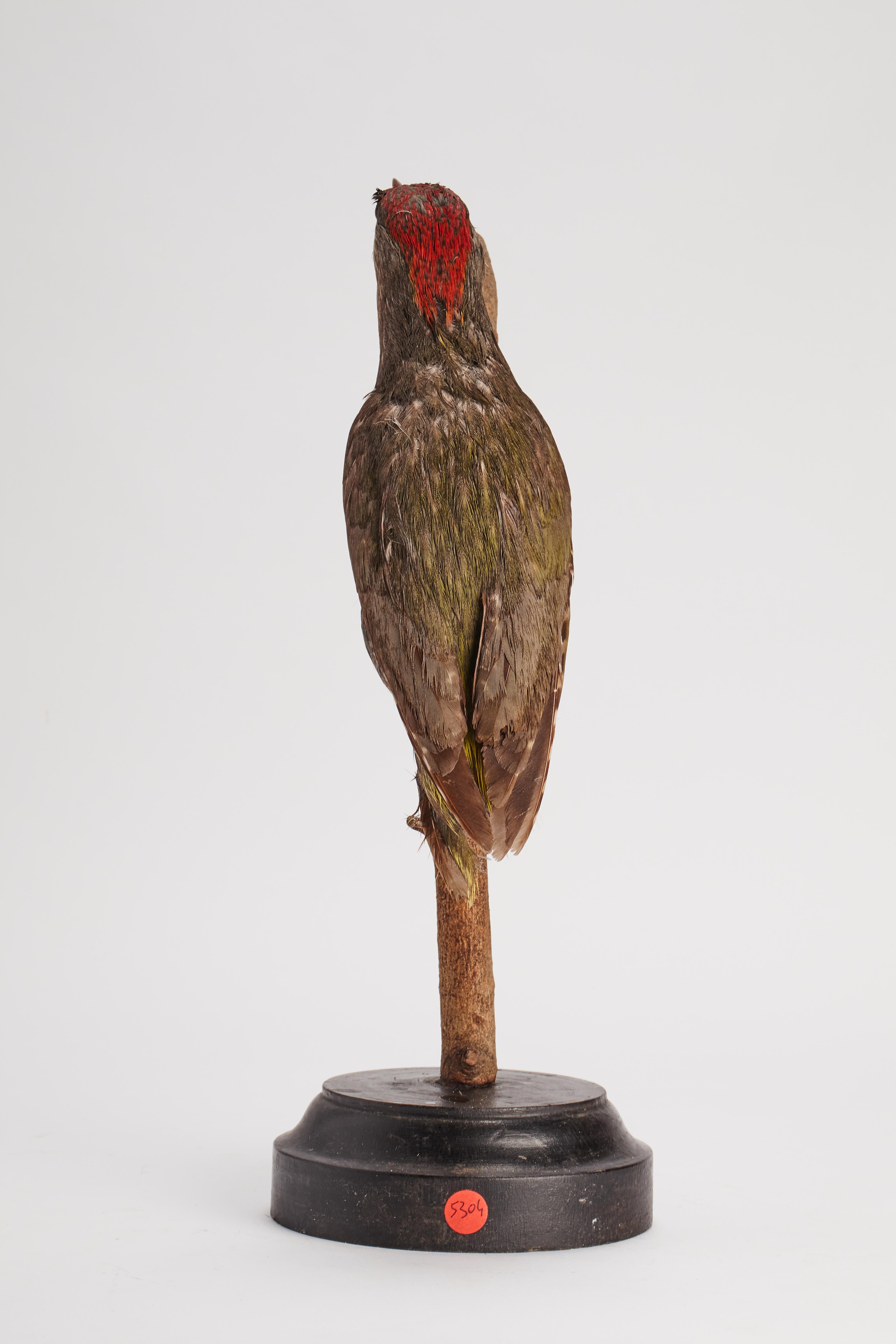 Stuffed Bird for Natural History Cabinet, Italy, 1880 In Good Condition For Sale In Milan, IT
