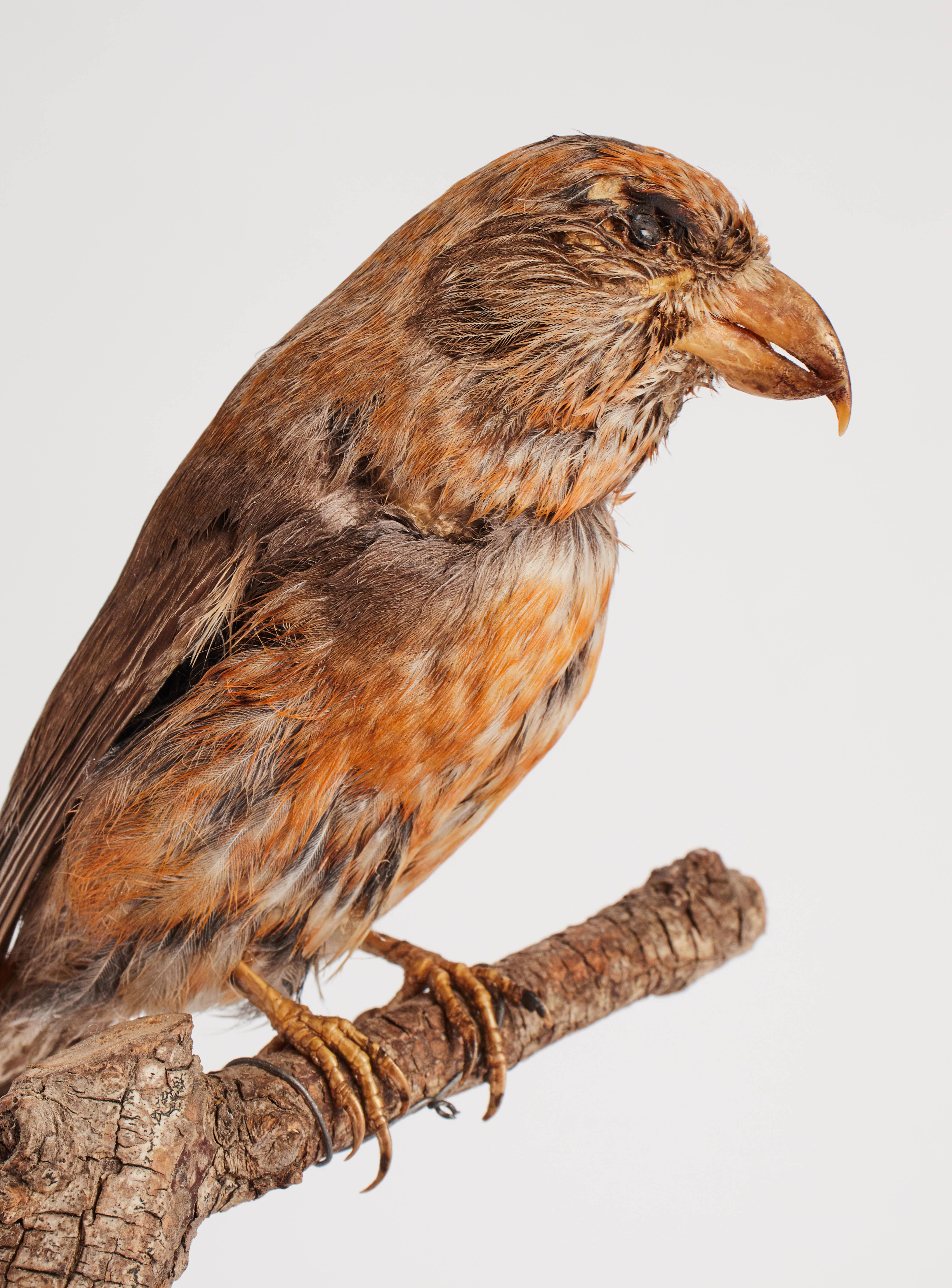 Schrank mit gerafftem Vogel fr Naturgeschichte, Italien 1880 (19. Jahrhundert) im Angebot