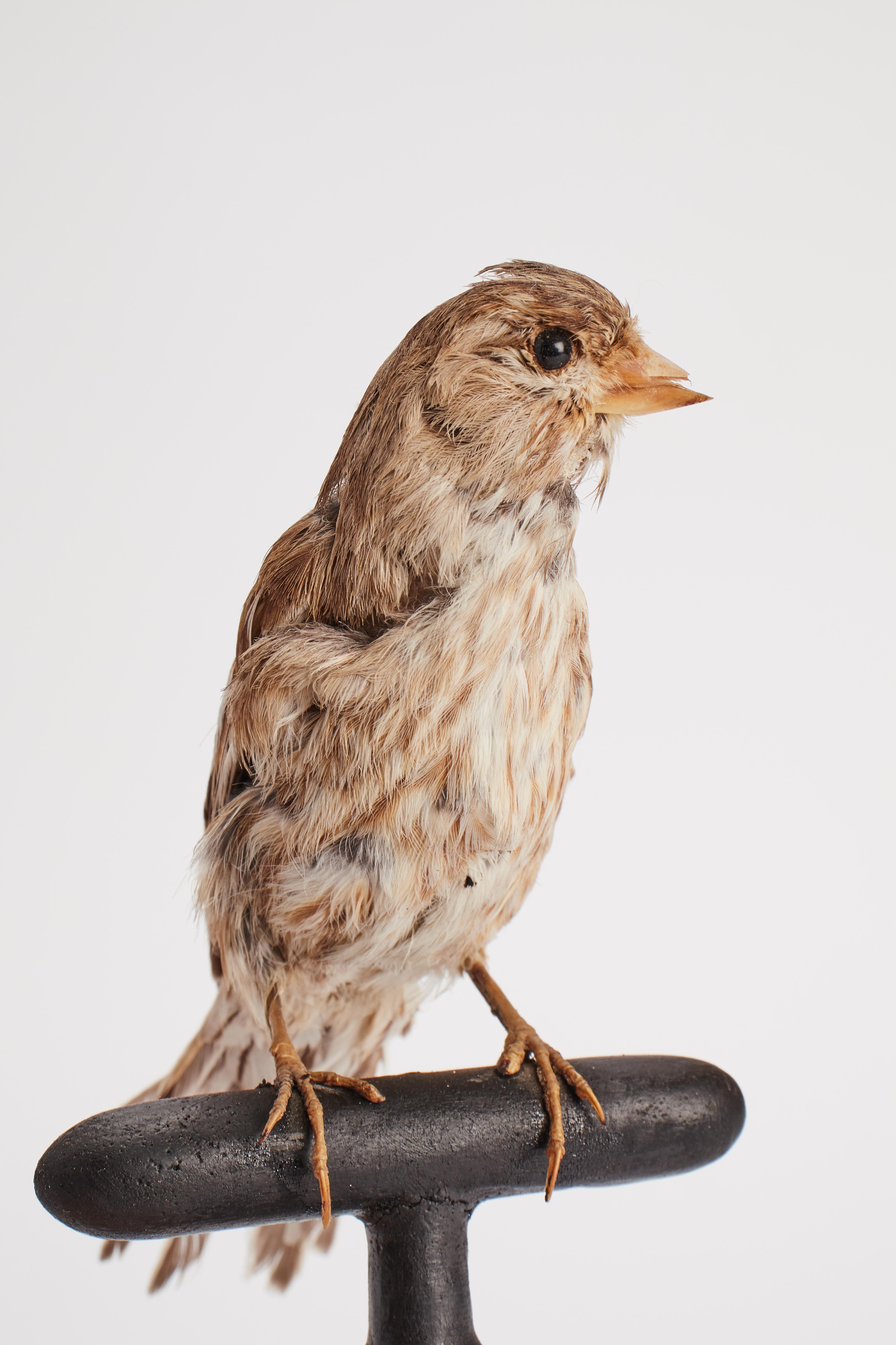 Stuffed bird for natural history cabinet, Italy 1880.  In Good Condition For Sale In Milan, IT