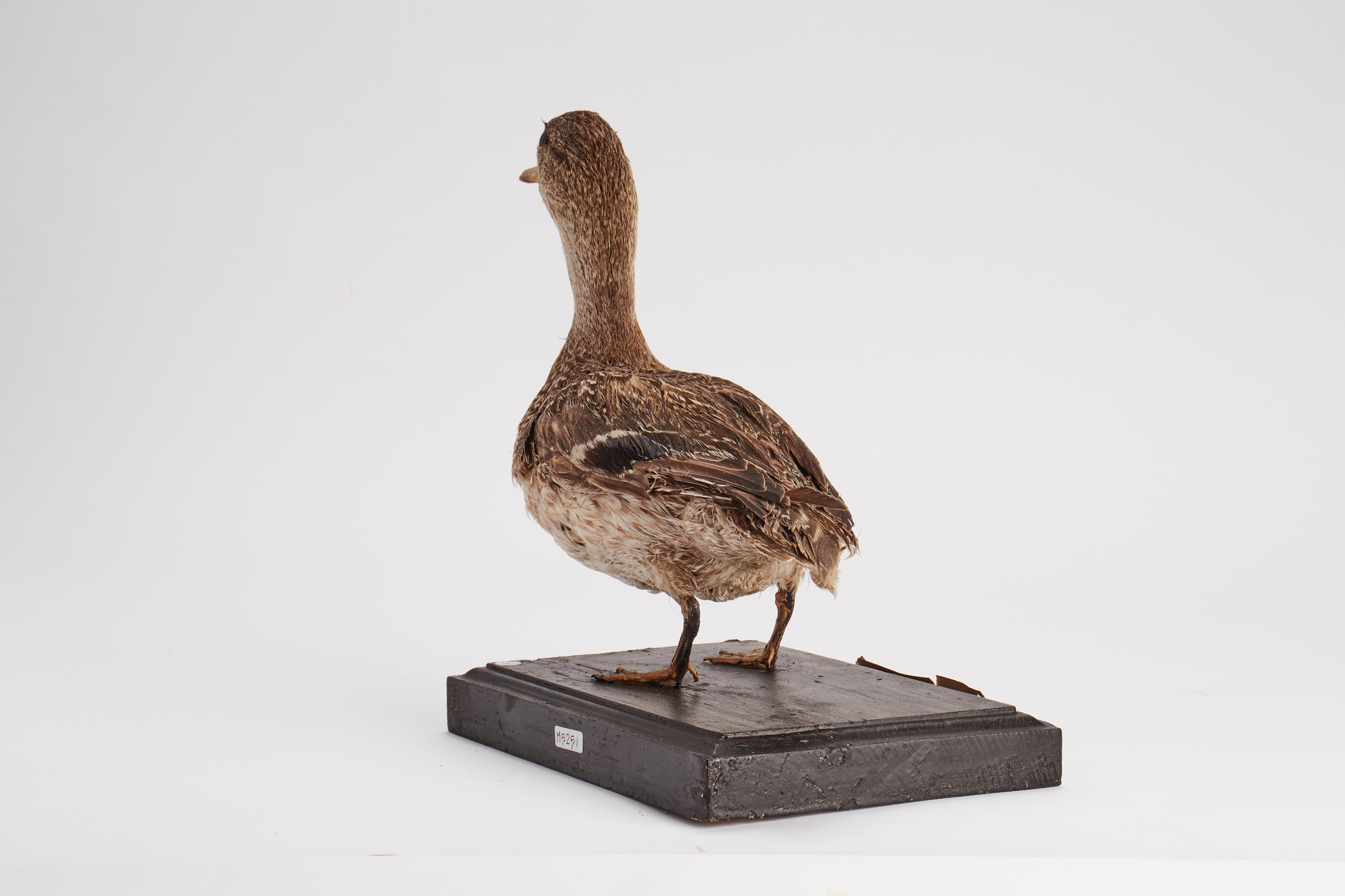 19th Century Stuffed bird for natural history cabinet, Italy 1880.  For Sale