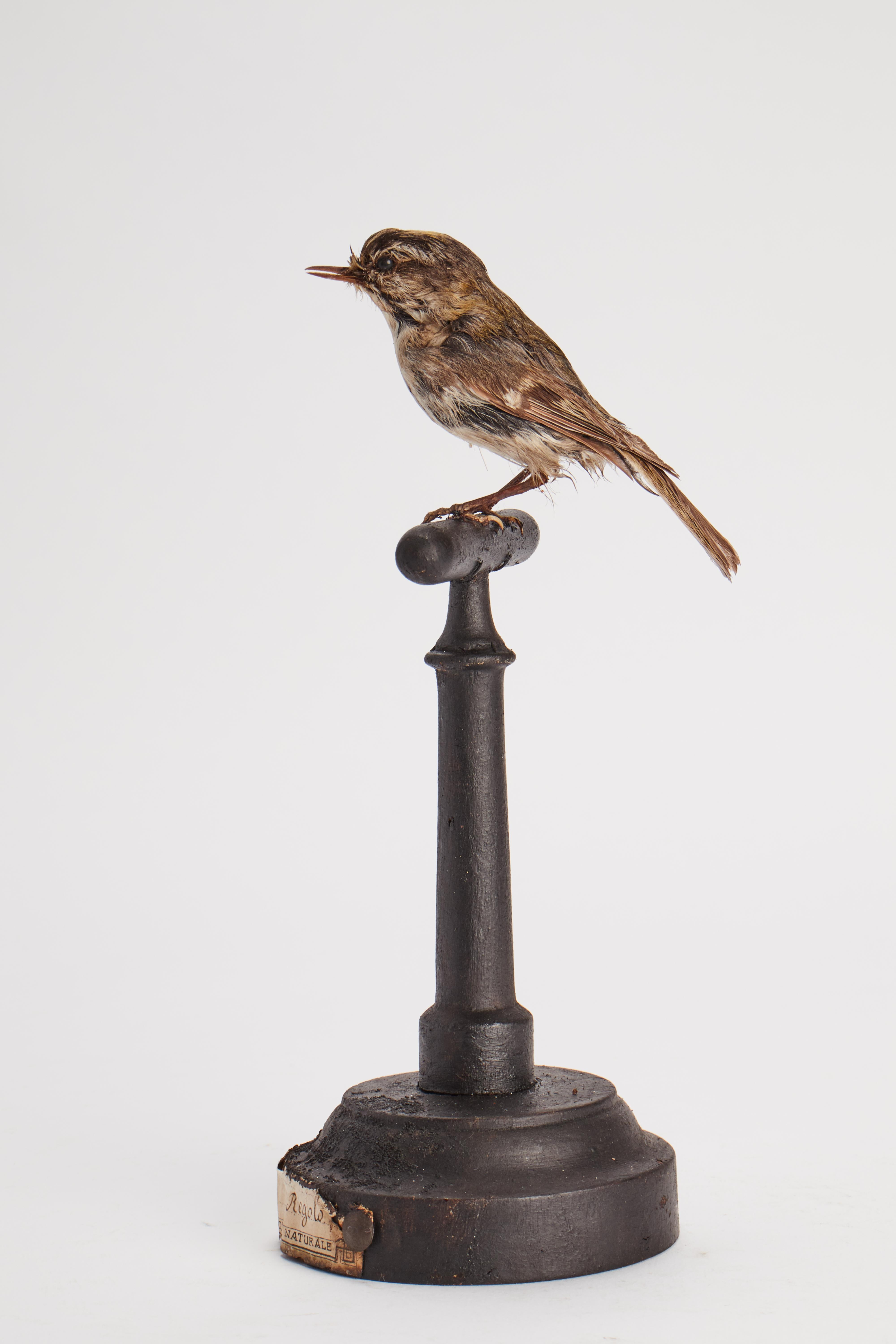 italien Oiseau touffeté pour meuble de rangement d'histoire naturelle, Italie 1880.  en vente