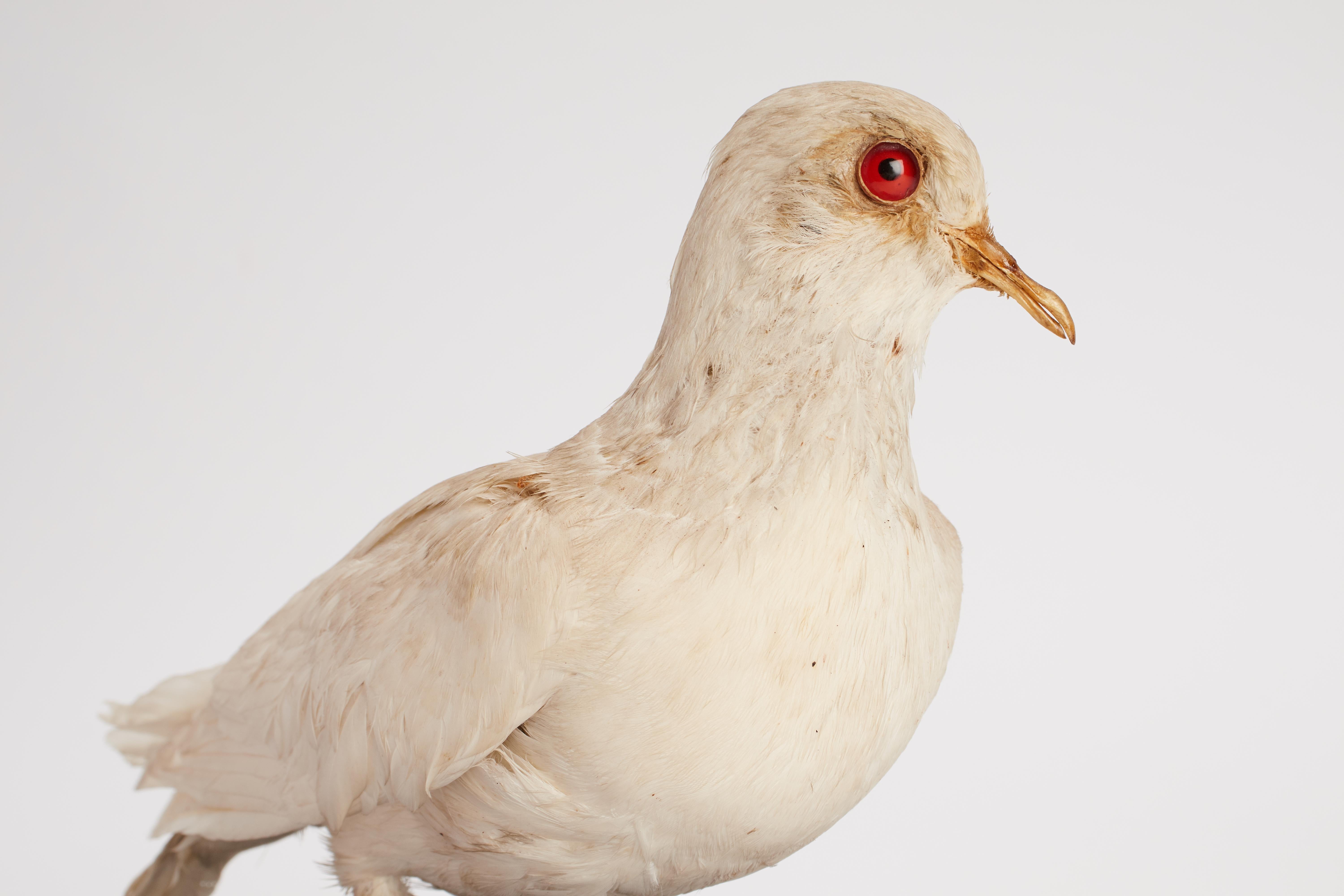 Schrank mit gerafftem Vogel für Naturgeschichte, Italien, 1880 (Tierleder) im Angebot