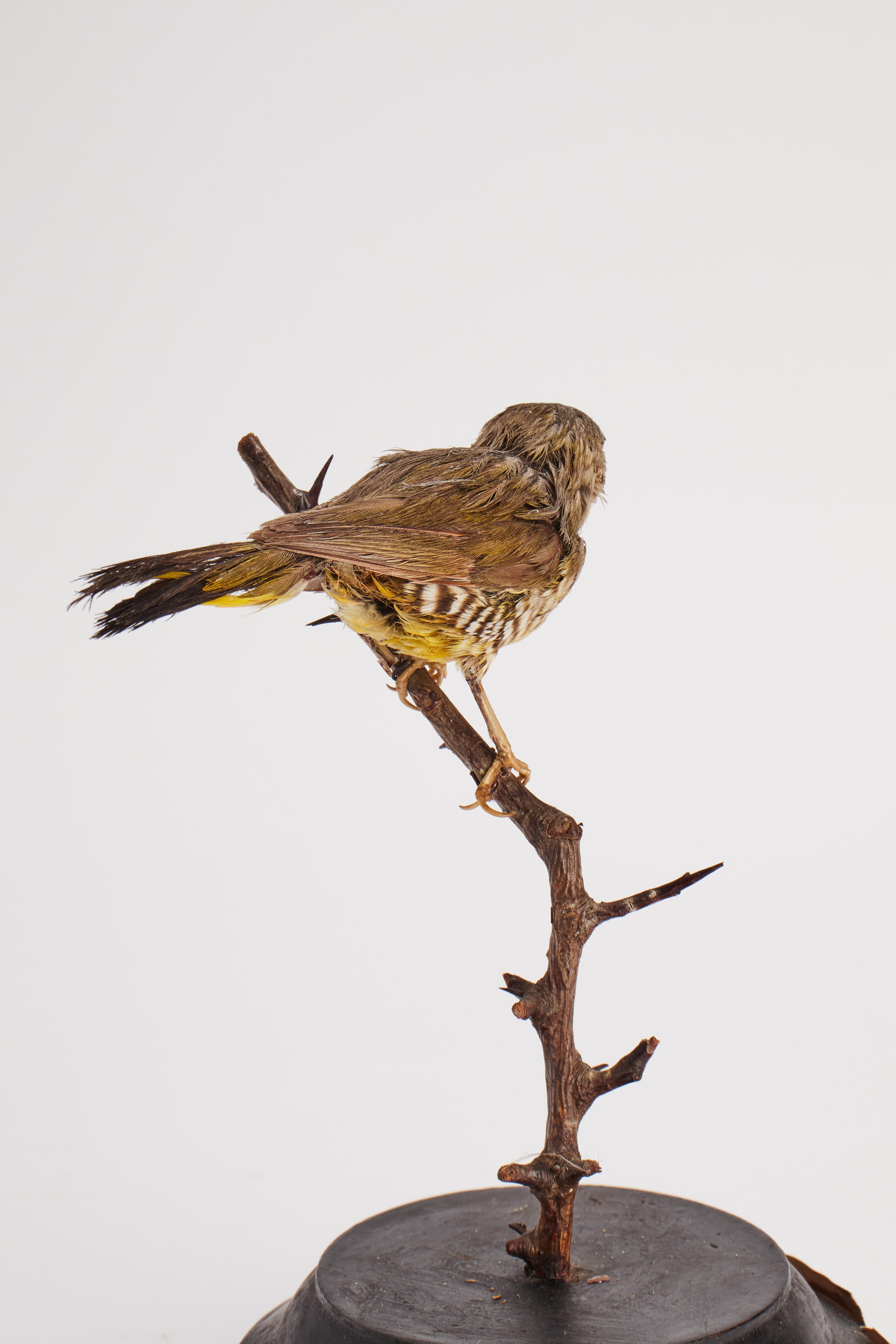 Peau d'animal Oiseau volant pour armoire d'histoire naturelle, Italie 1880 en vente