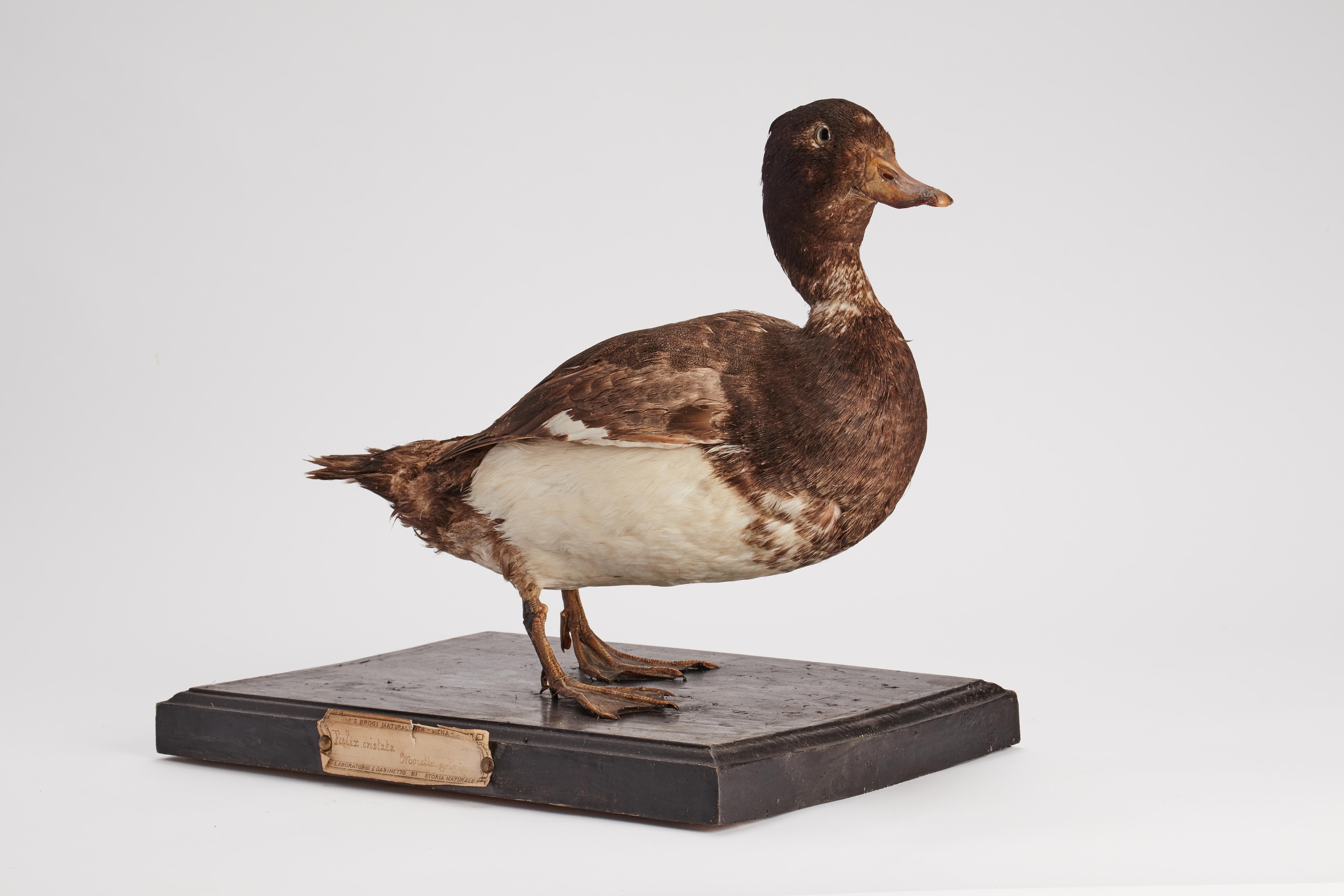 Schrank mit gerafftem Vogel fr Naturgeschichte, Italien 1880 (Federn) im Angebot