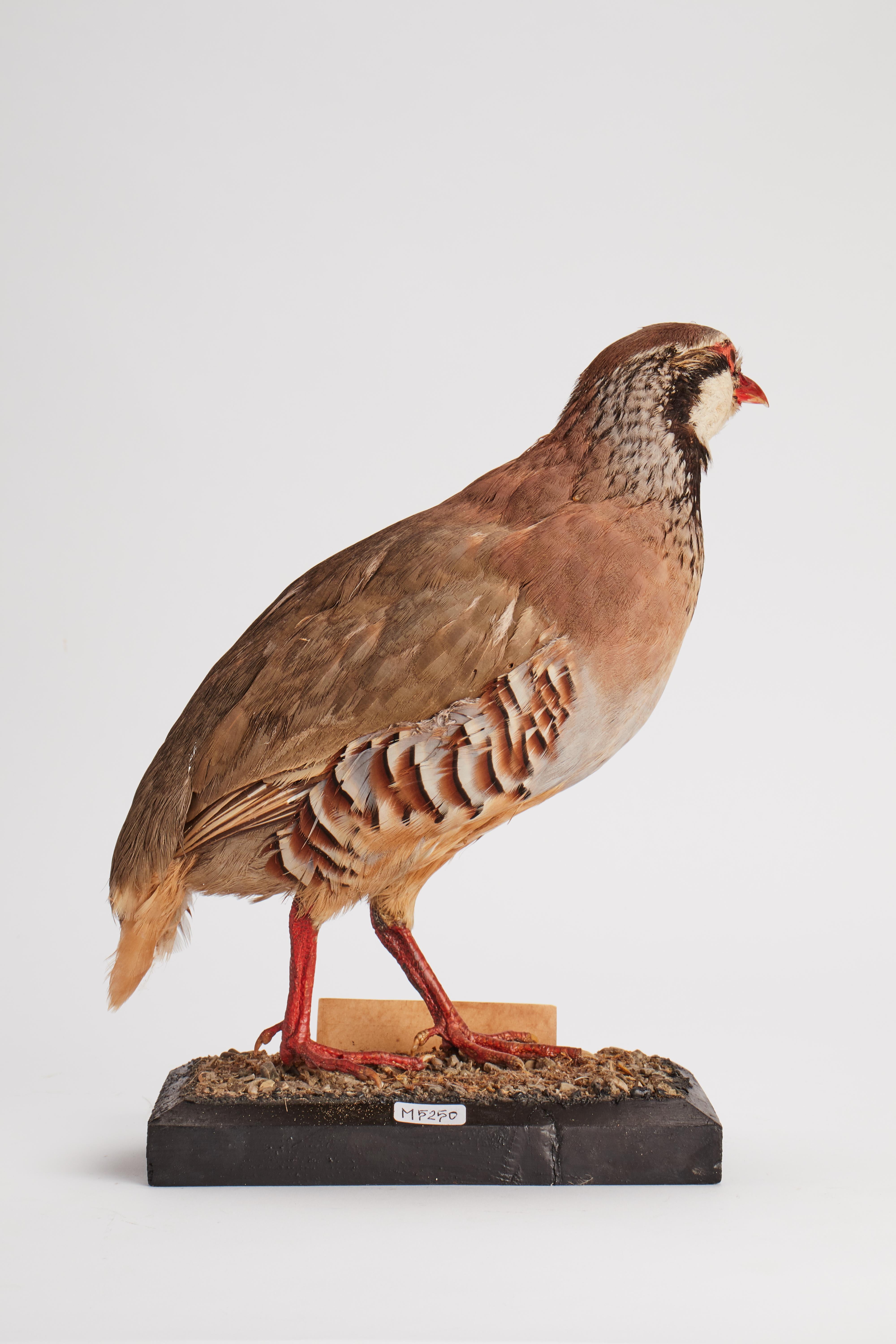 Schrank mit gerafftem Vogel fr Naturgeschichte, Italien, 1880 (Tierleder) im Angebot