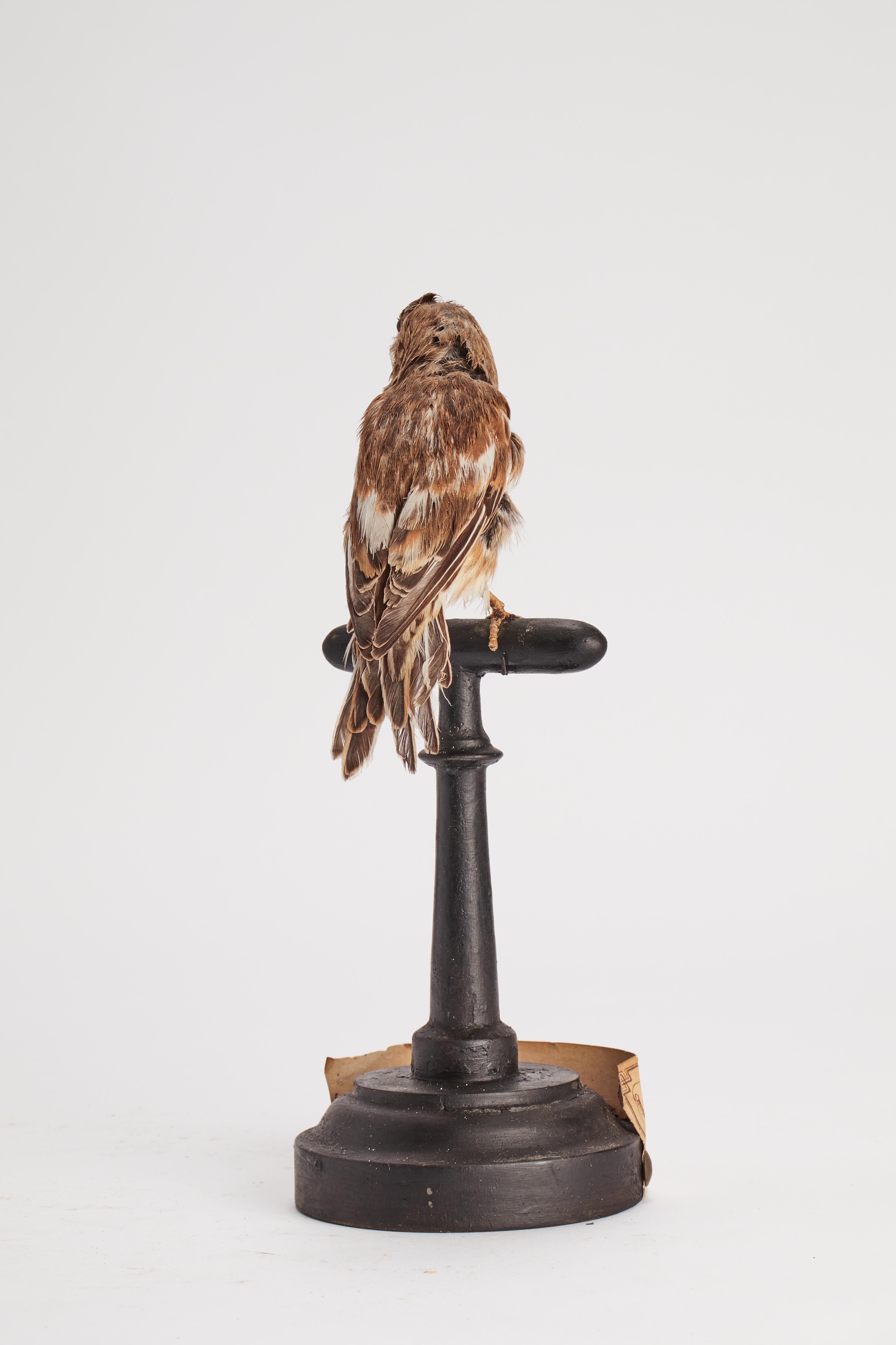 Gepflückter Vogel für naturkundlichen Schrank, Italien 1880.  (19. Jahrhundert) im Angebot