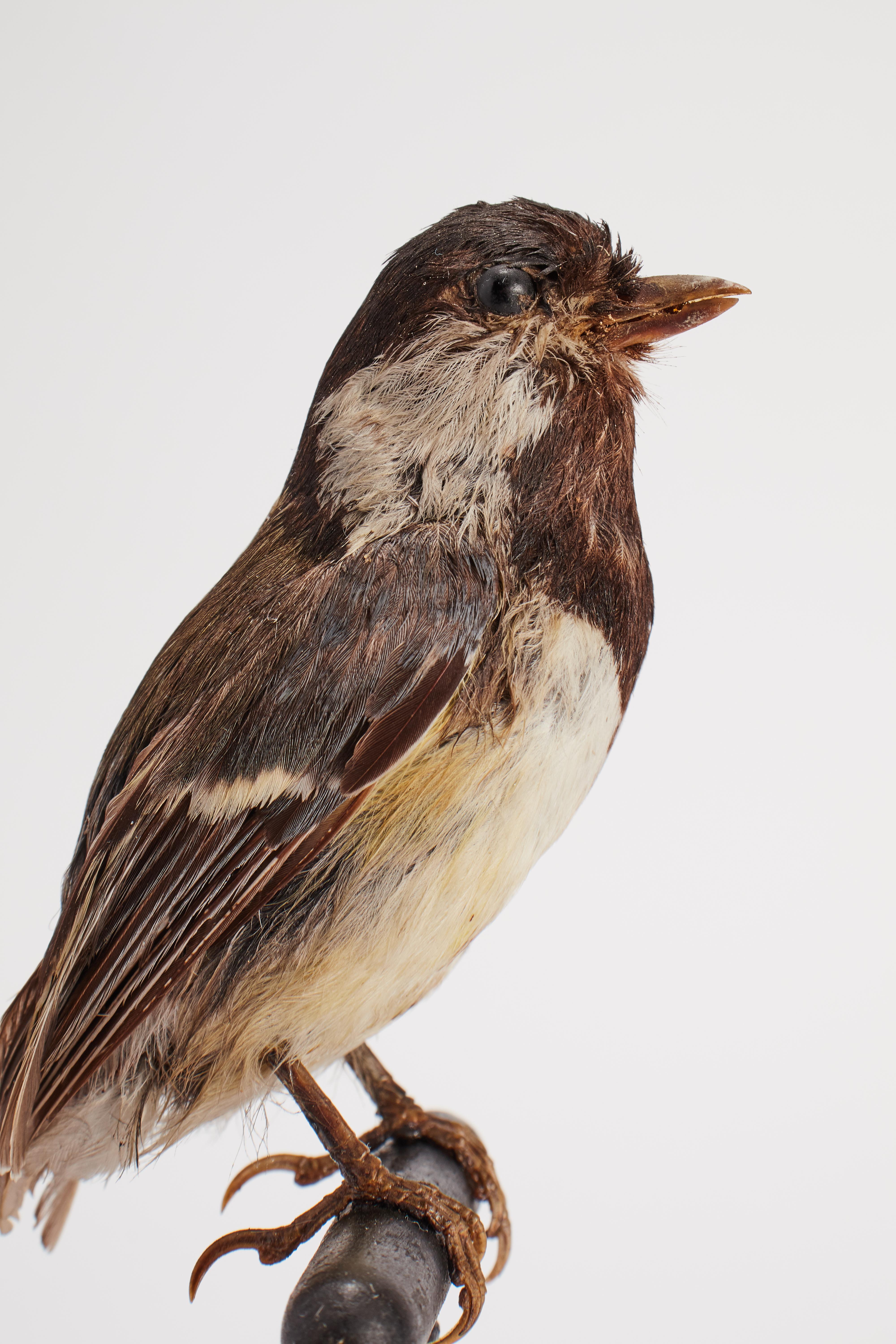 Gepflückter Vogel für naturkundlichen Schrank, Italien 1880.  im Zustand „Gut“ im Angebot in Milan, IT