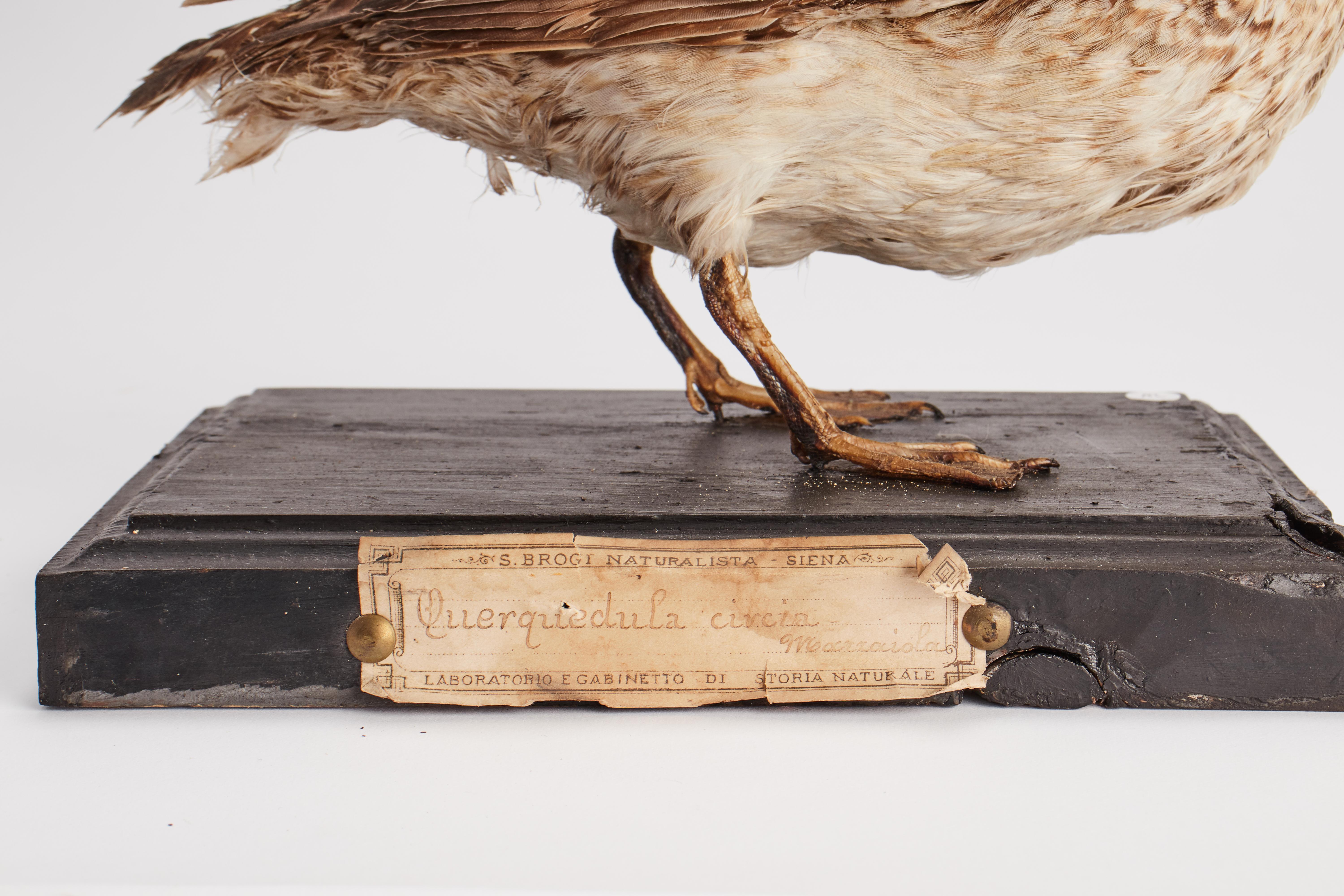 Wood Stuffed bird for natural history cabinet, Italy 1880.  For Sale
