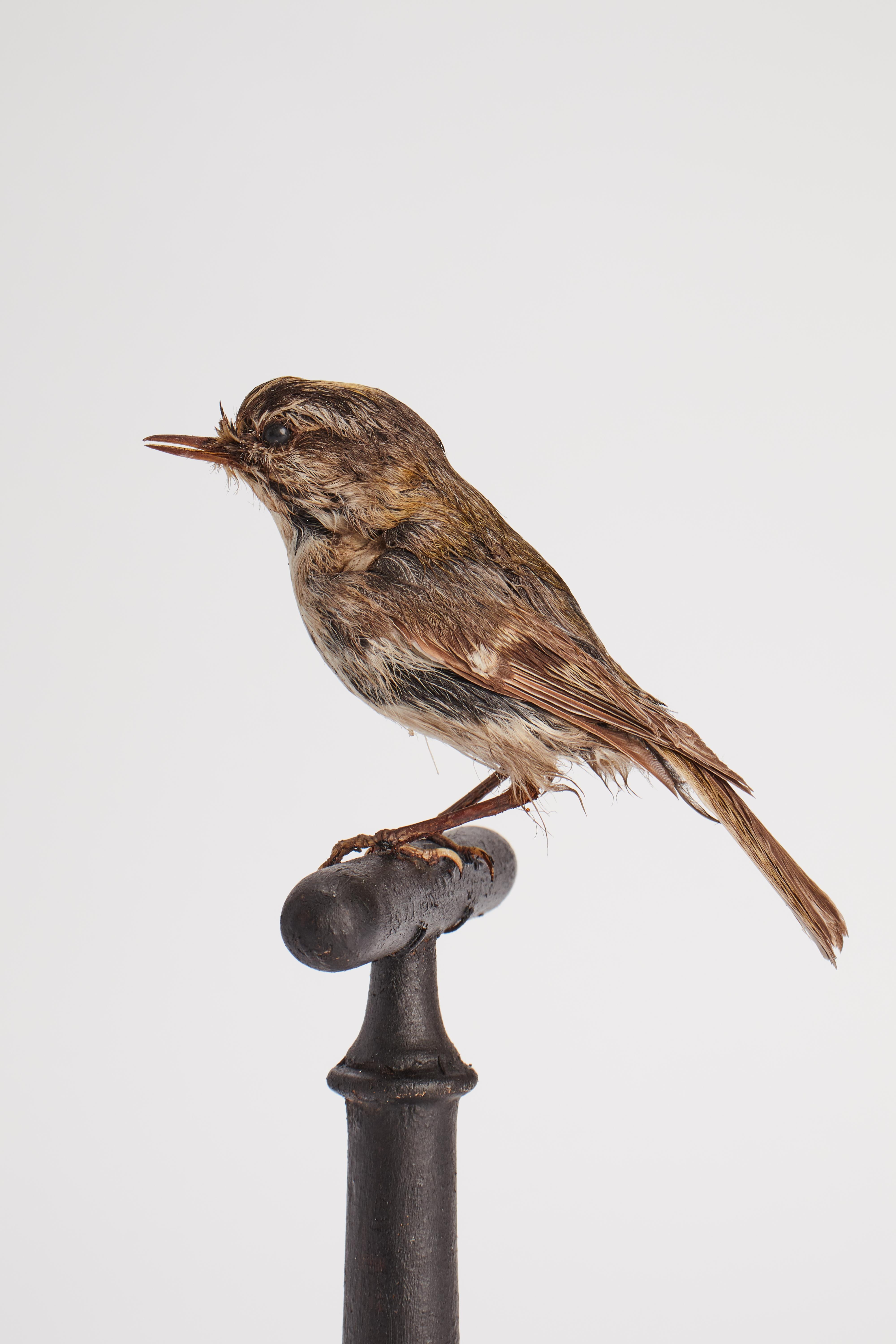 Oiseau touffeté pour meuble de rangement d'histoire naturelle, Italie 1880.  Bon état - En vente à Milan, IT