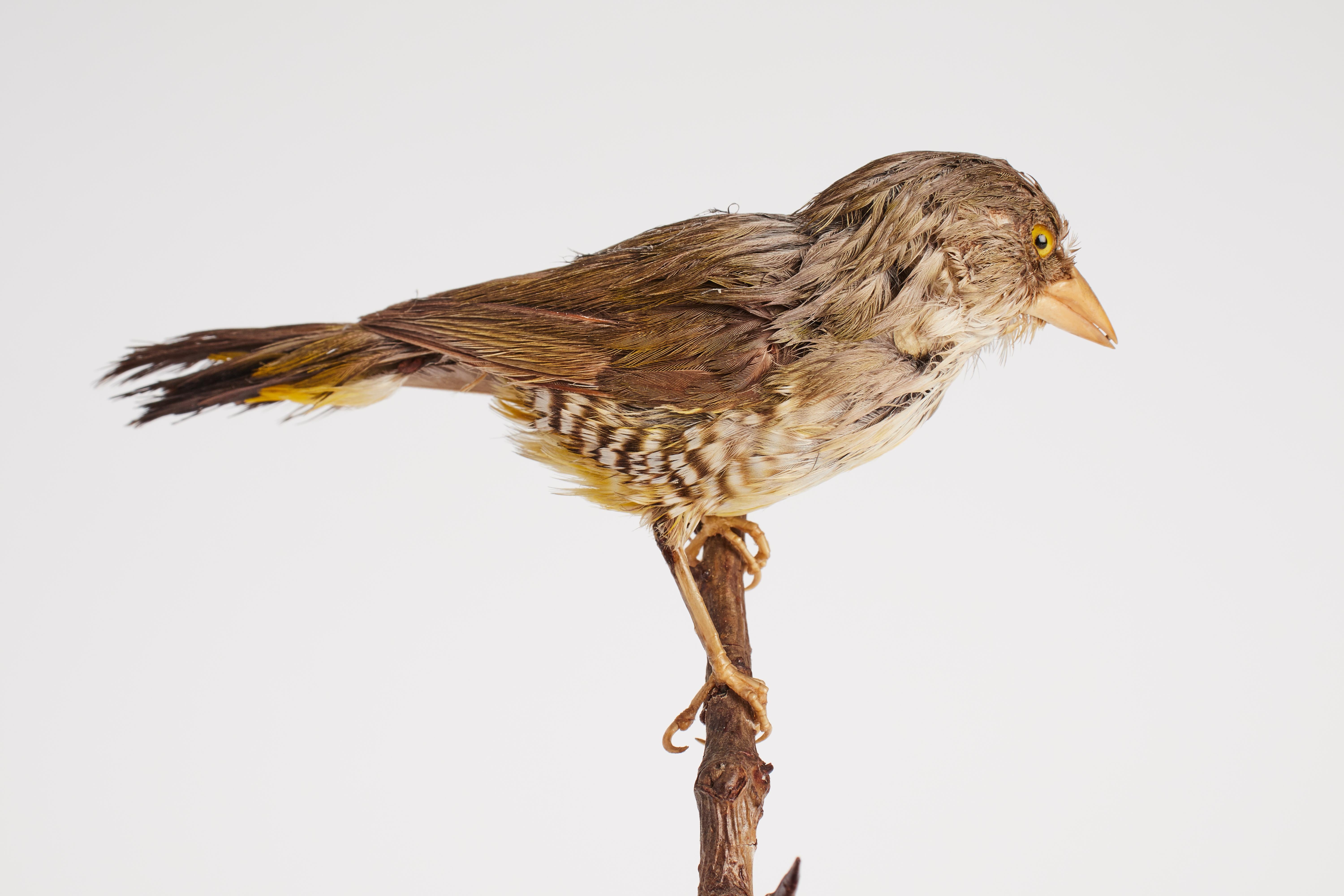 Oiseau volant pour armoire d'histoire naturelle, Italie 1880 en vente 1