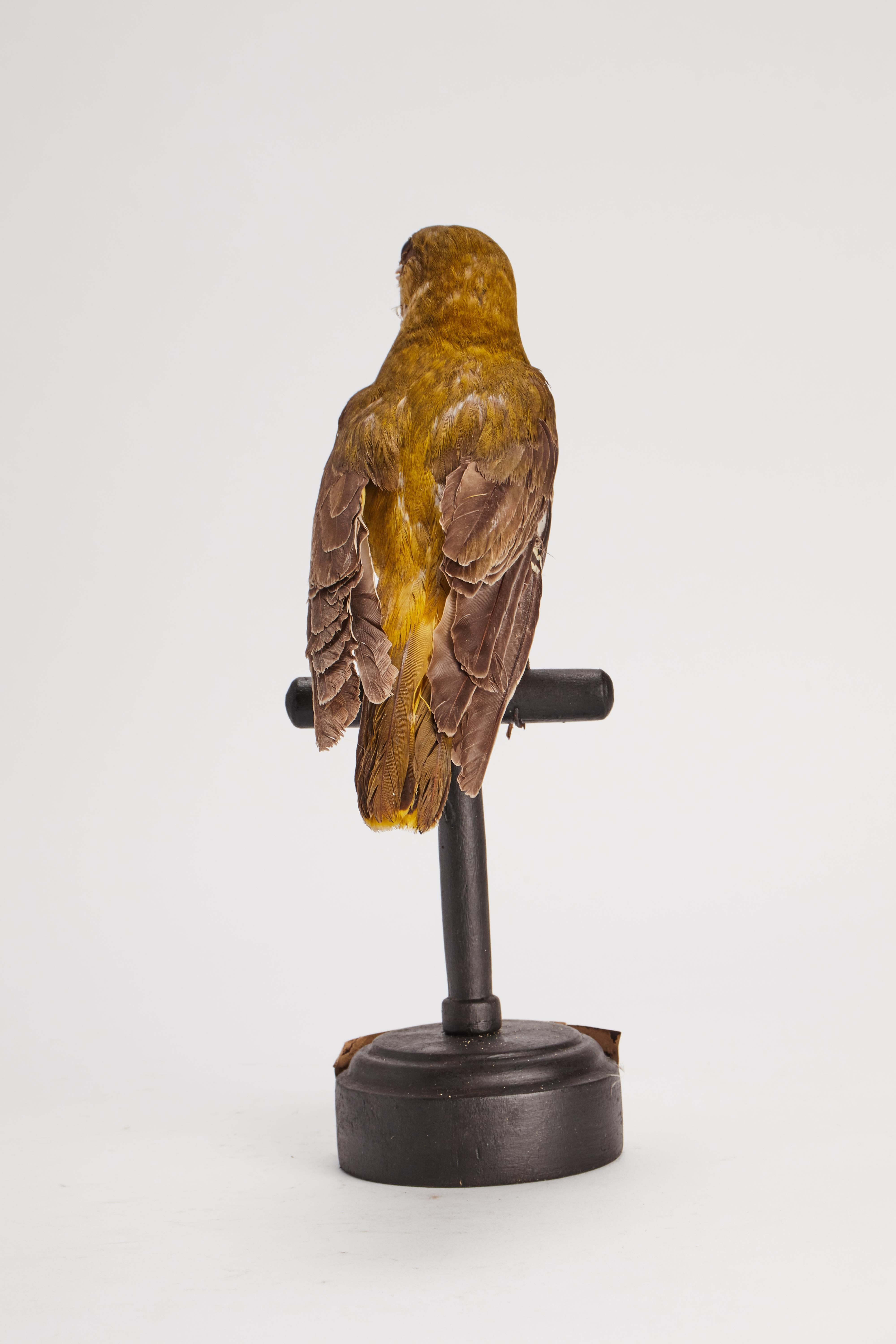 Stuffed Bird for Natural History Cabinet, Italy, 1880 1