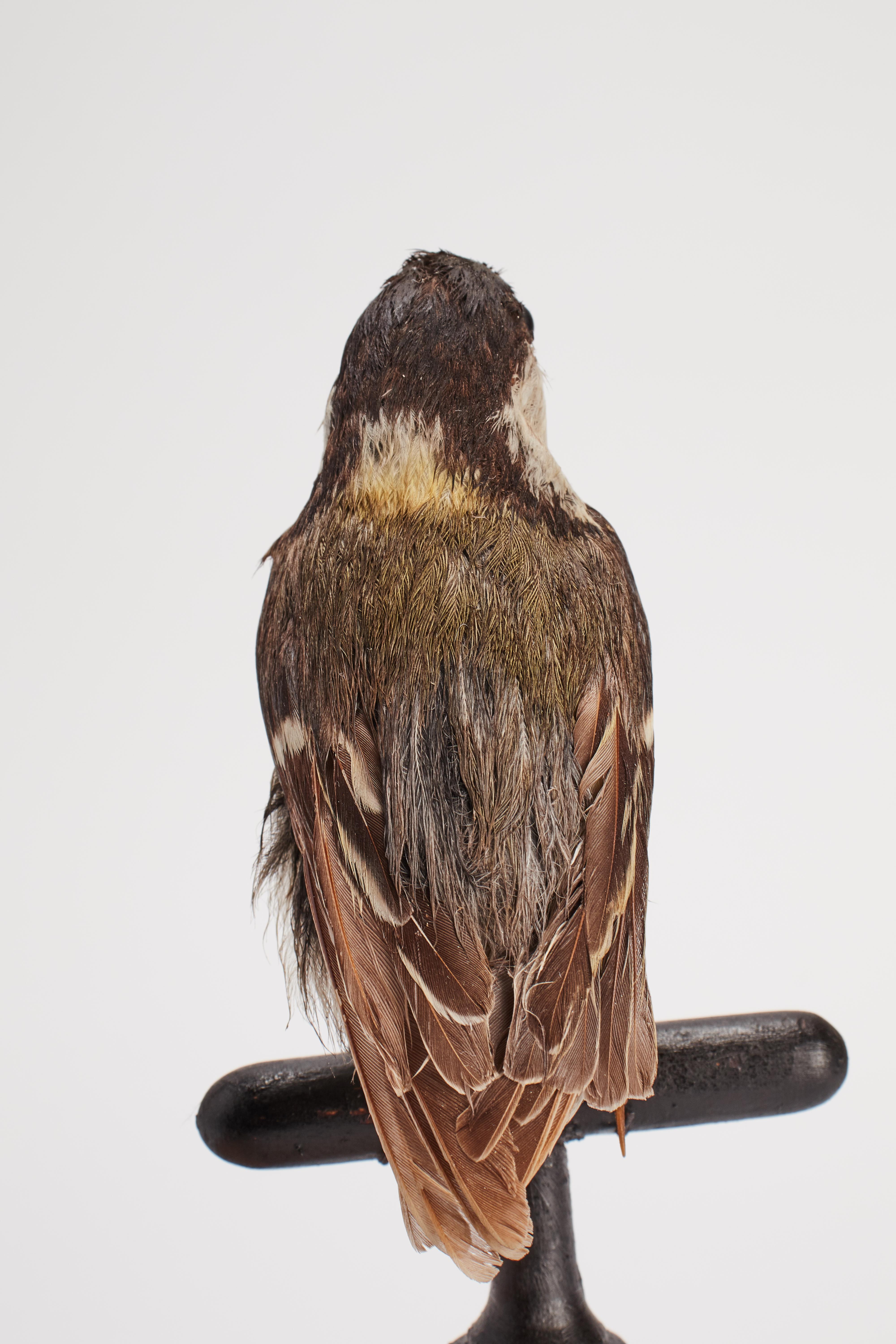 Stuffed bird for natural history cabinet, Italy 1880.  For Sale 1