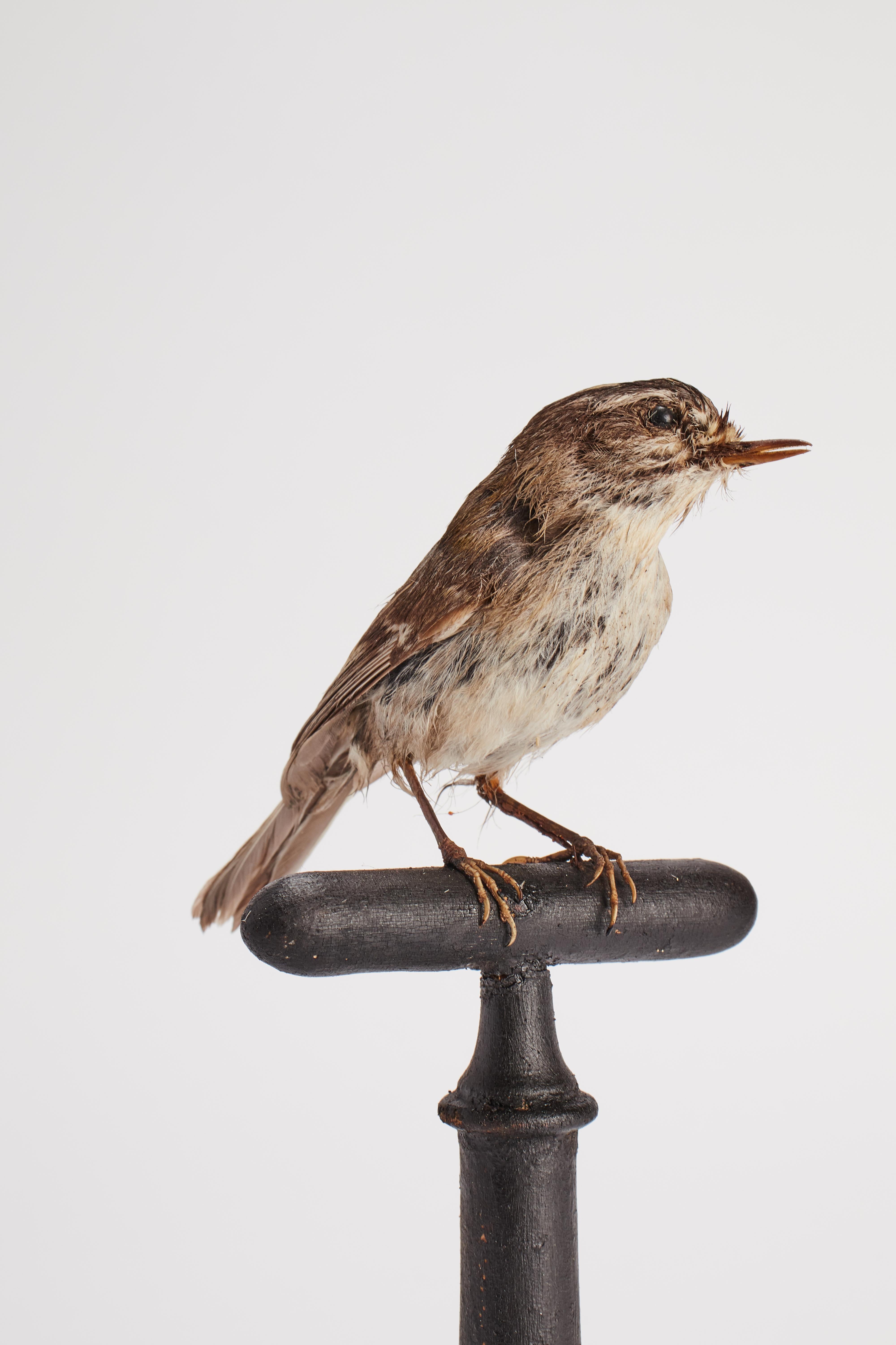 Gepflückter Vogel für naturkundlichen Schrank, Italien 1880. (Holz) im Angebot