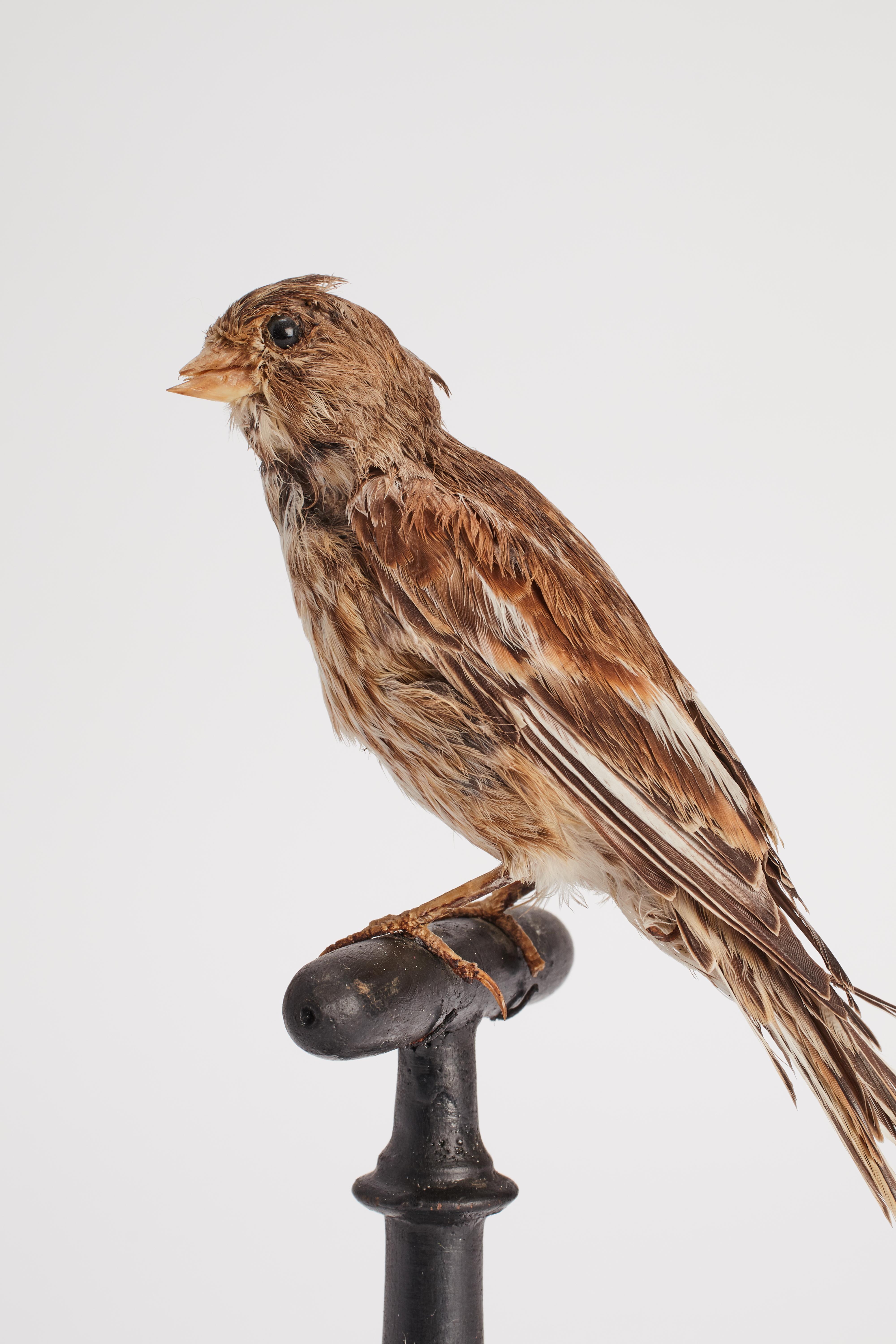 Gepflückter Vogel für naturkundlichen Schrank, Italien 1880.  im Angebot 1