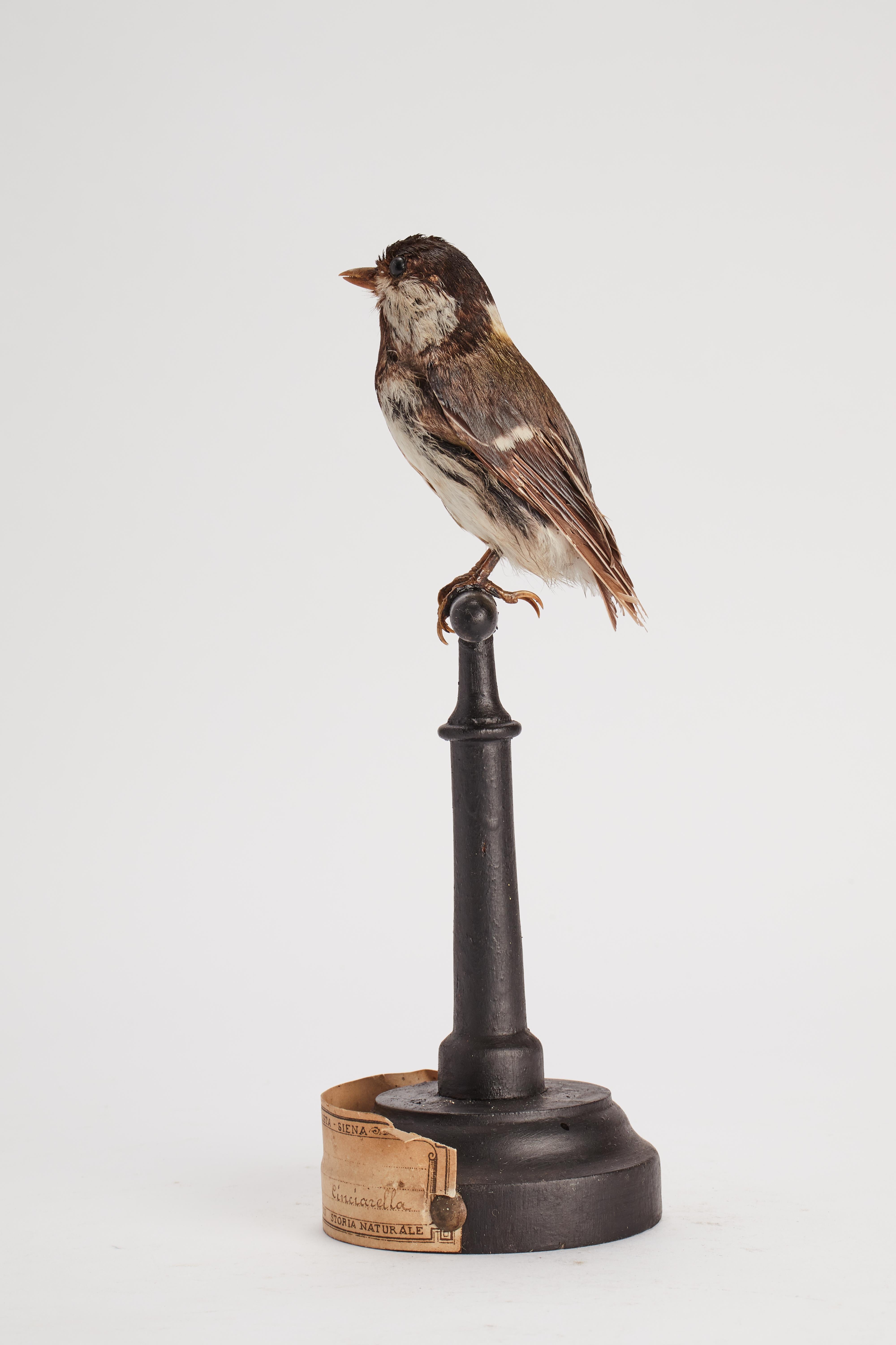 Stuffed bird for natural history cabinet, Italy 1880.  For Sale 2
