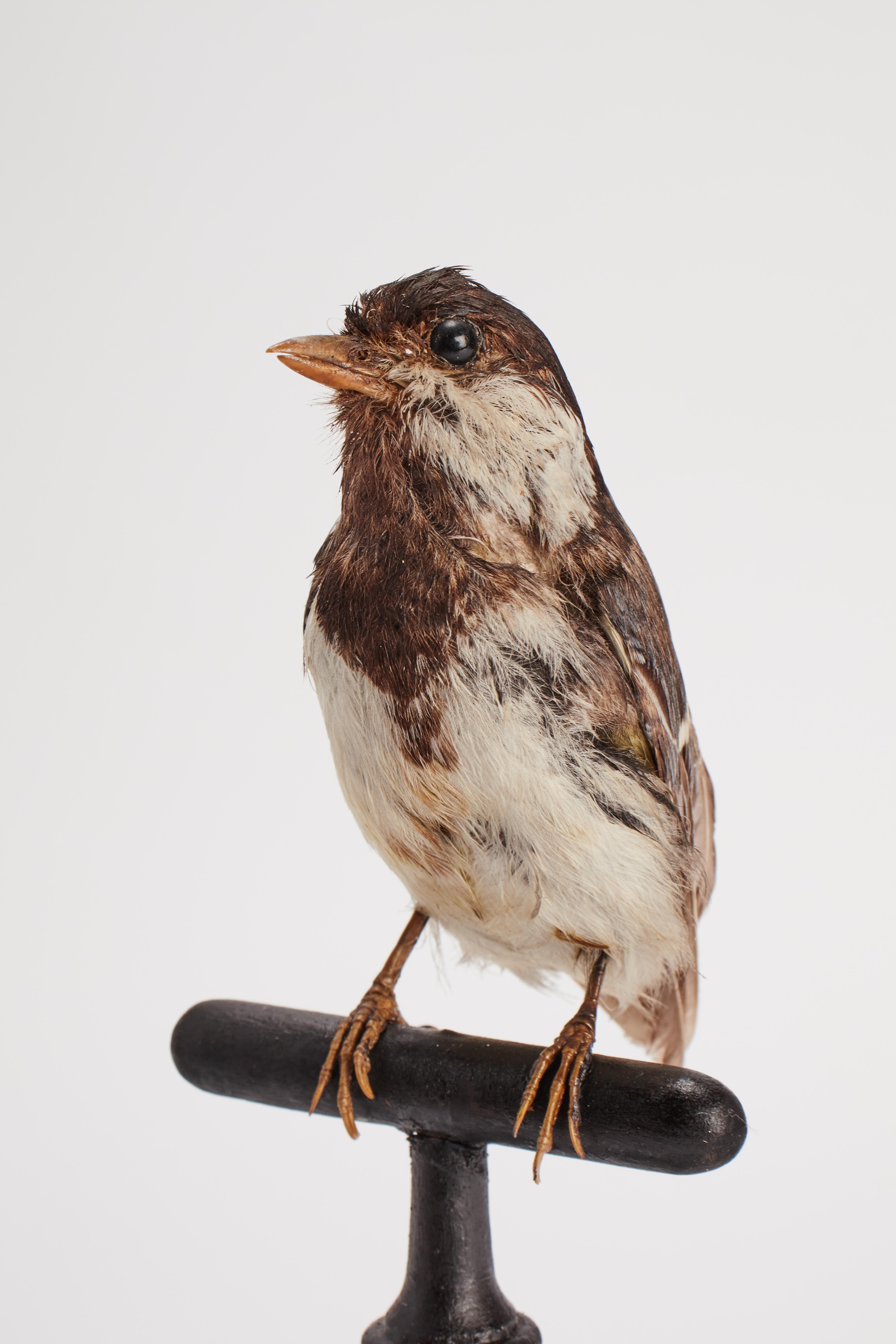 Stuffed bird for natural history cabinet, Italy 1880.  For Sale 3