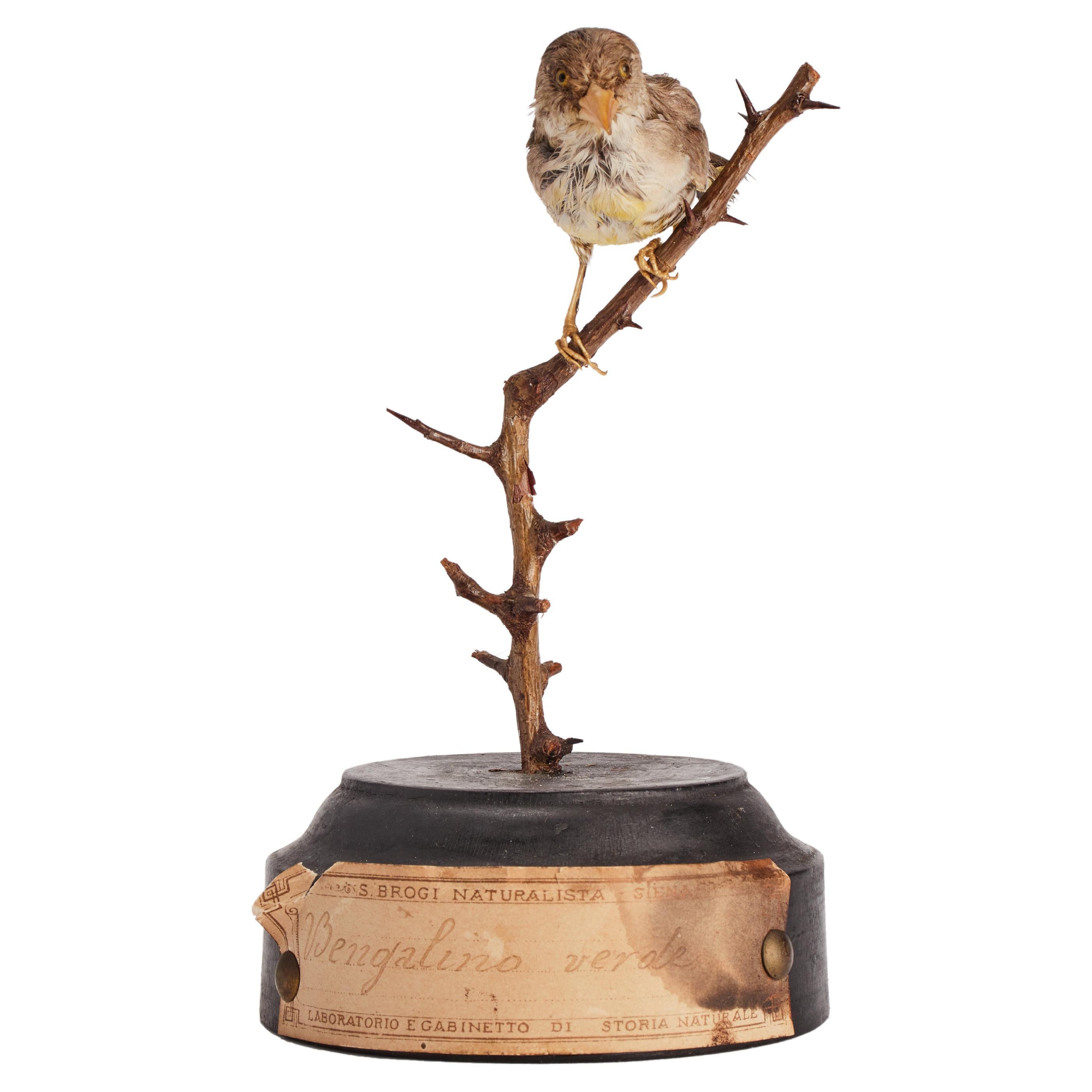Pájaro disecado para gabinete de historia natural, Italia 1880