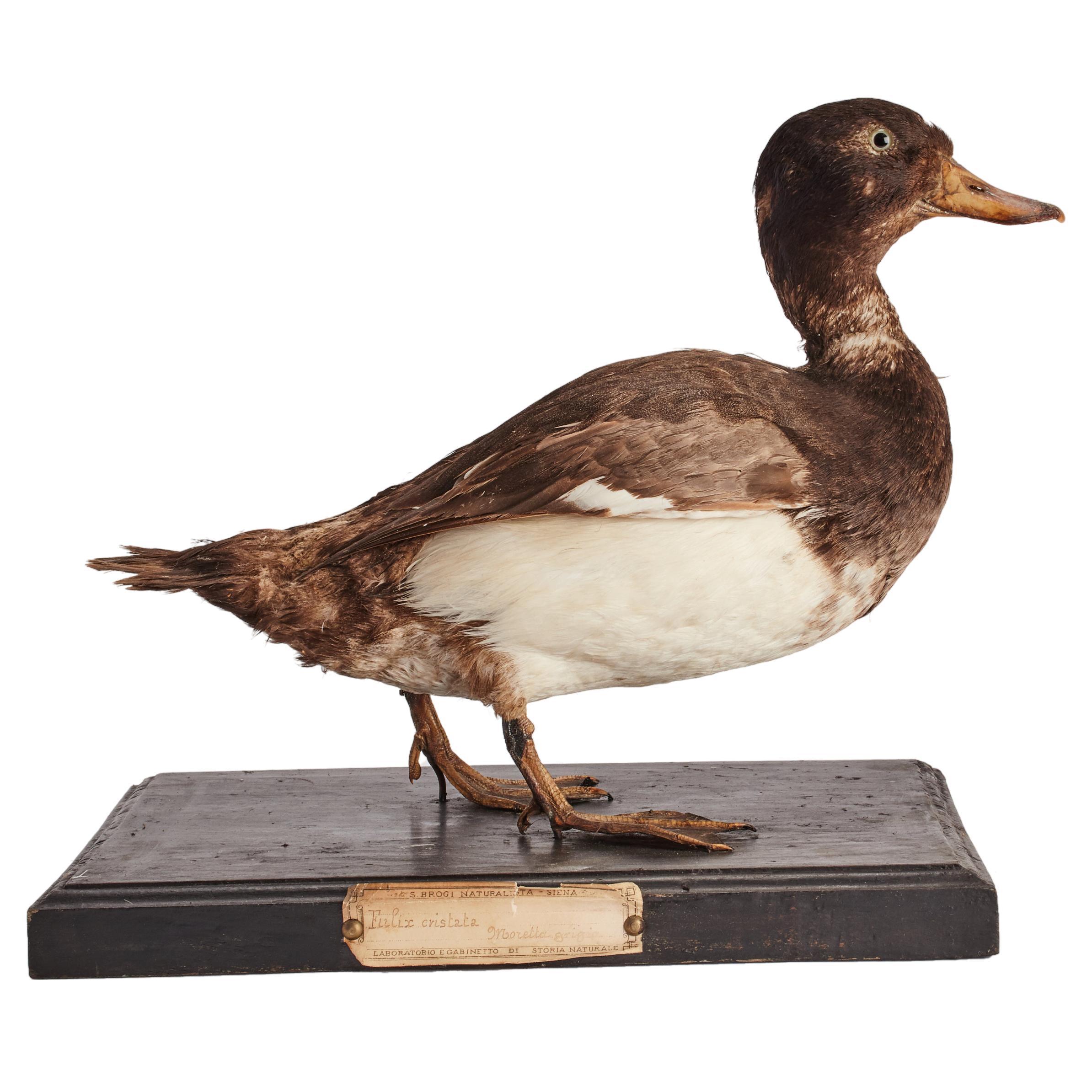 What birds are illegal to taxidermy?