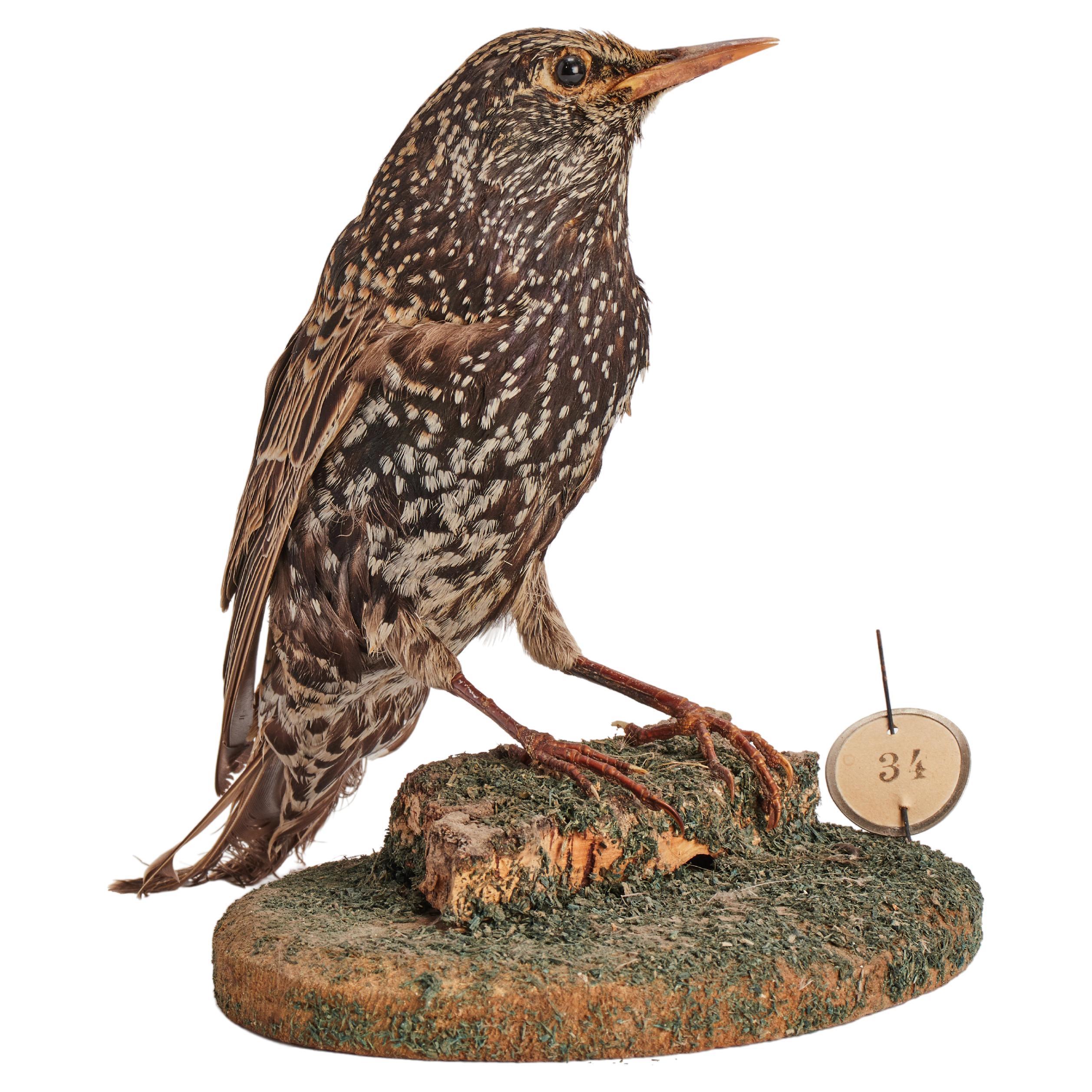 Stuffed Bird for Natural History Cabinet, Italy, 1880 For Sale