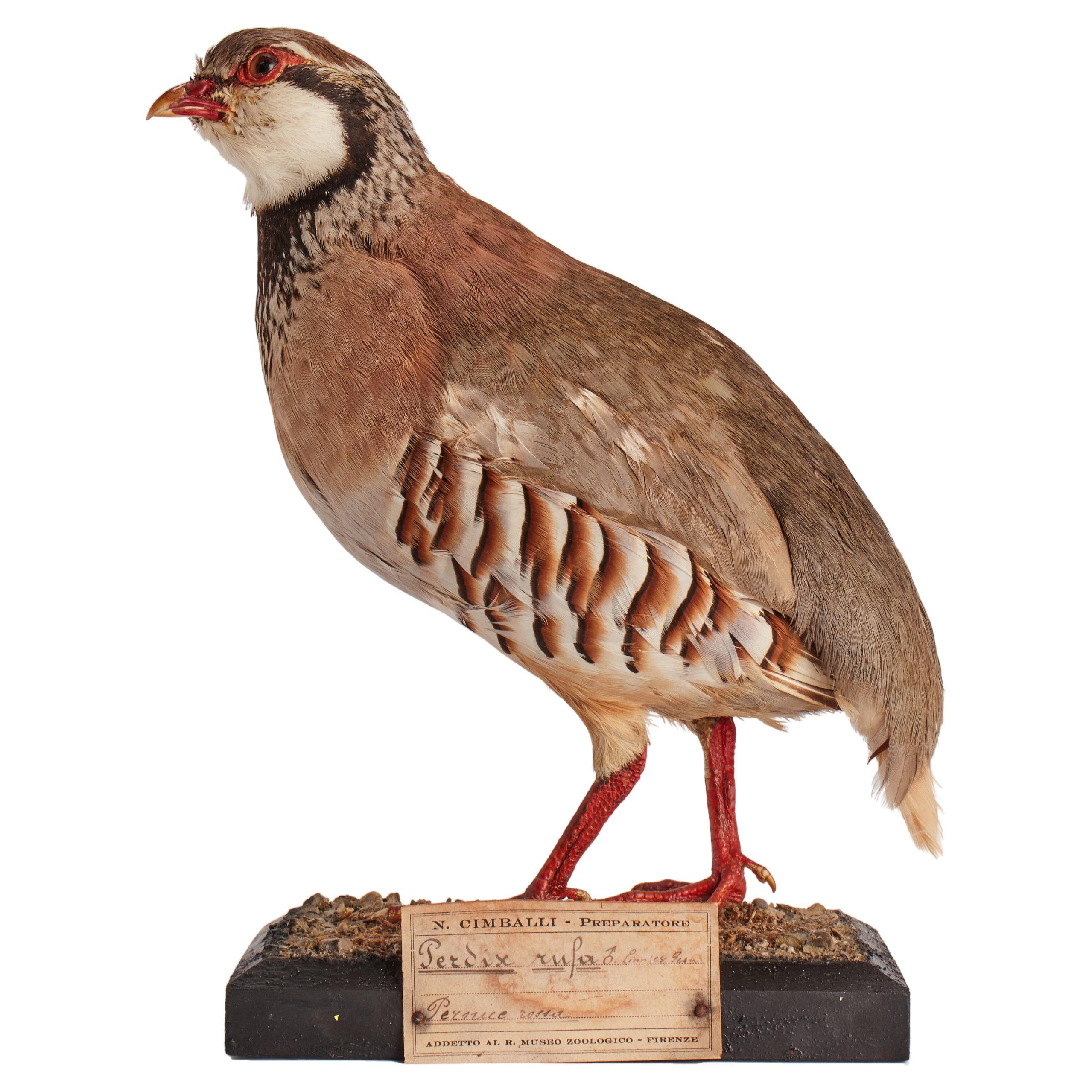 Oiseau empaill pour cabinet d'histoire naturelle, Italie, 1880