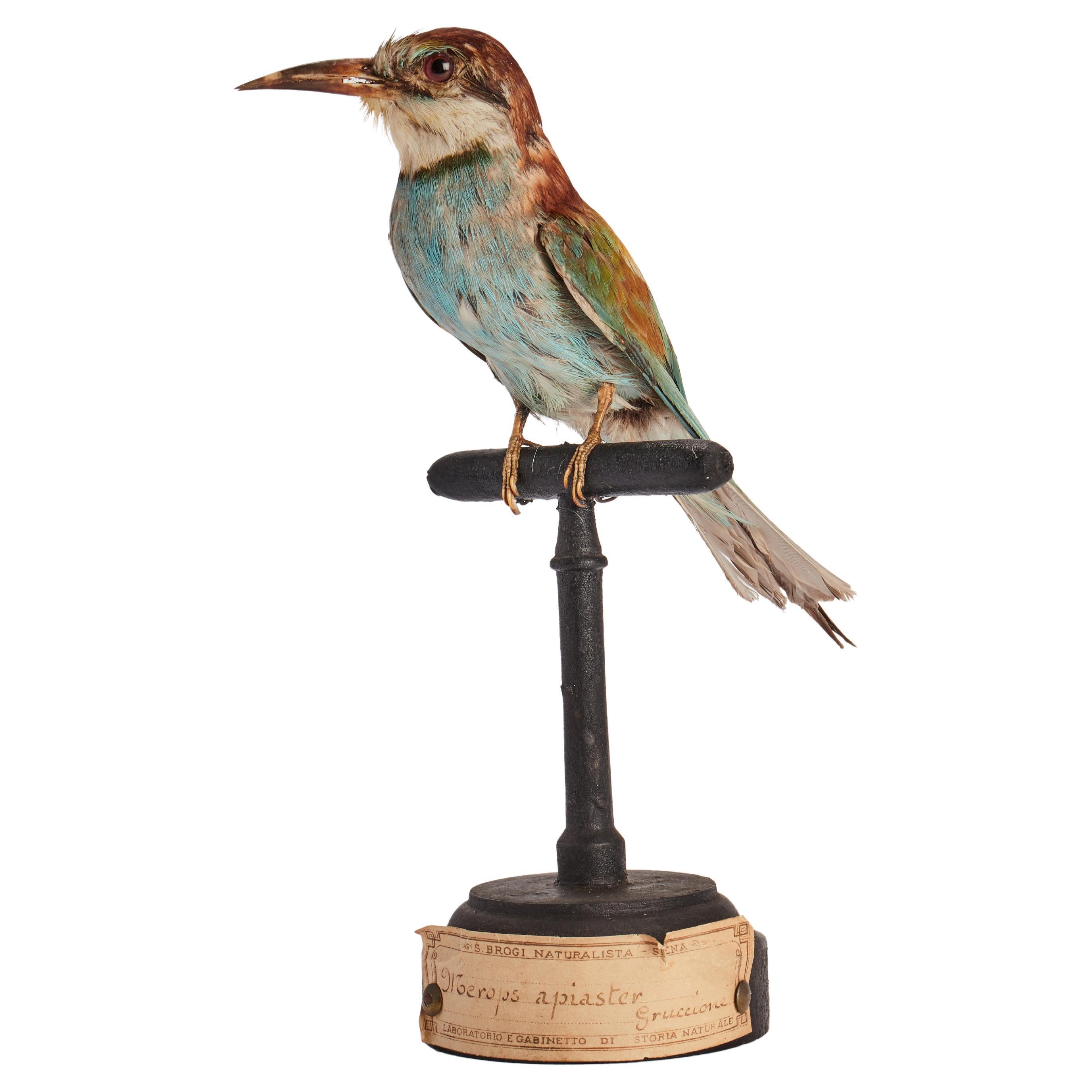 1930s Cased Taxidermy Buzzard Bird of Prey Raptor Museum