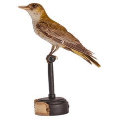 Stuffed Bird for Natural History Cabinet, Italy, 1880