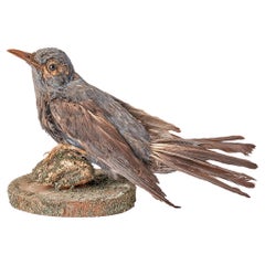 Oiseau touffeté pour meuble de rangement d'histoire naturelle, Italie 1880. 