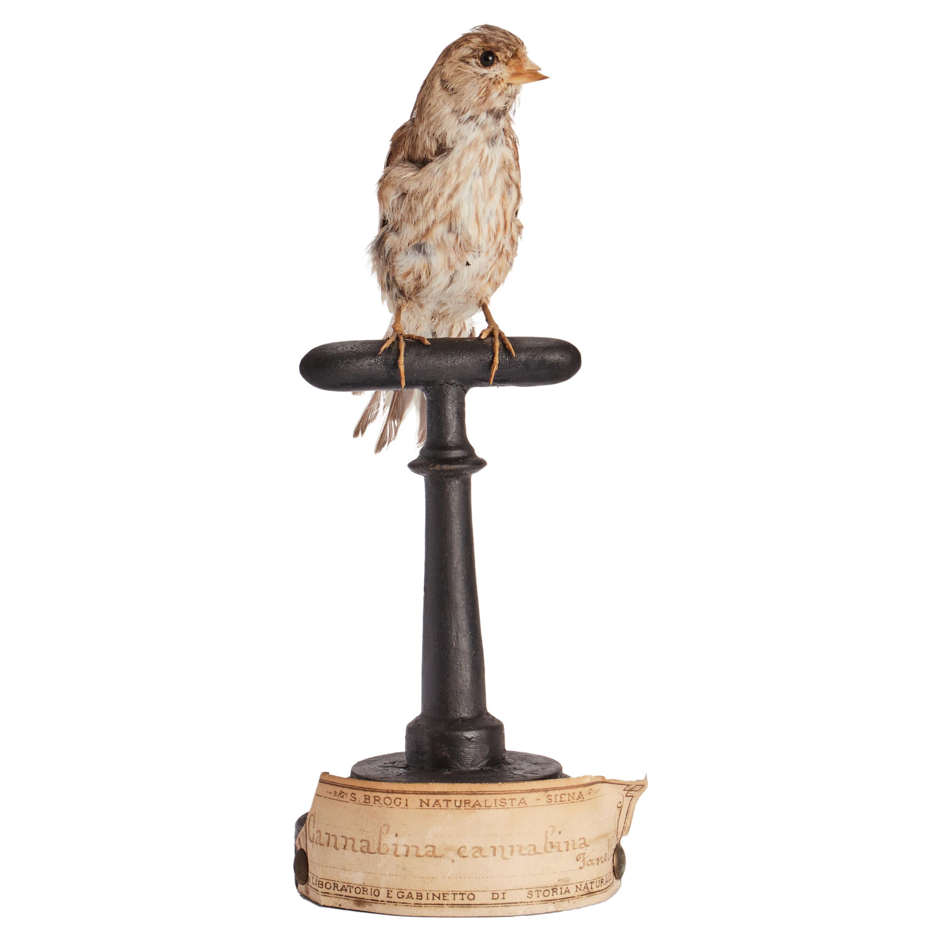 Stuffed bird for natural history cabinet, Italy 1880.