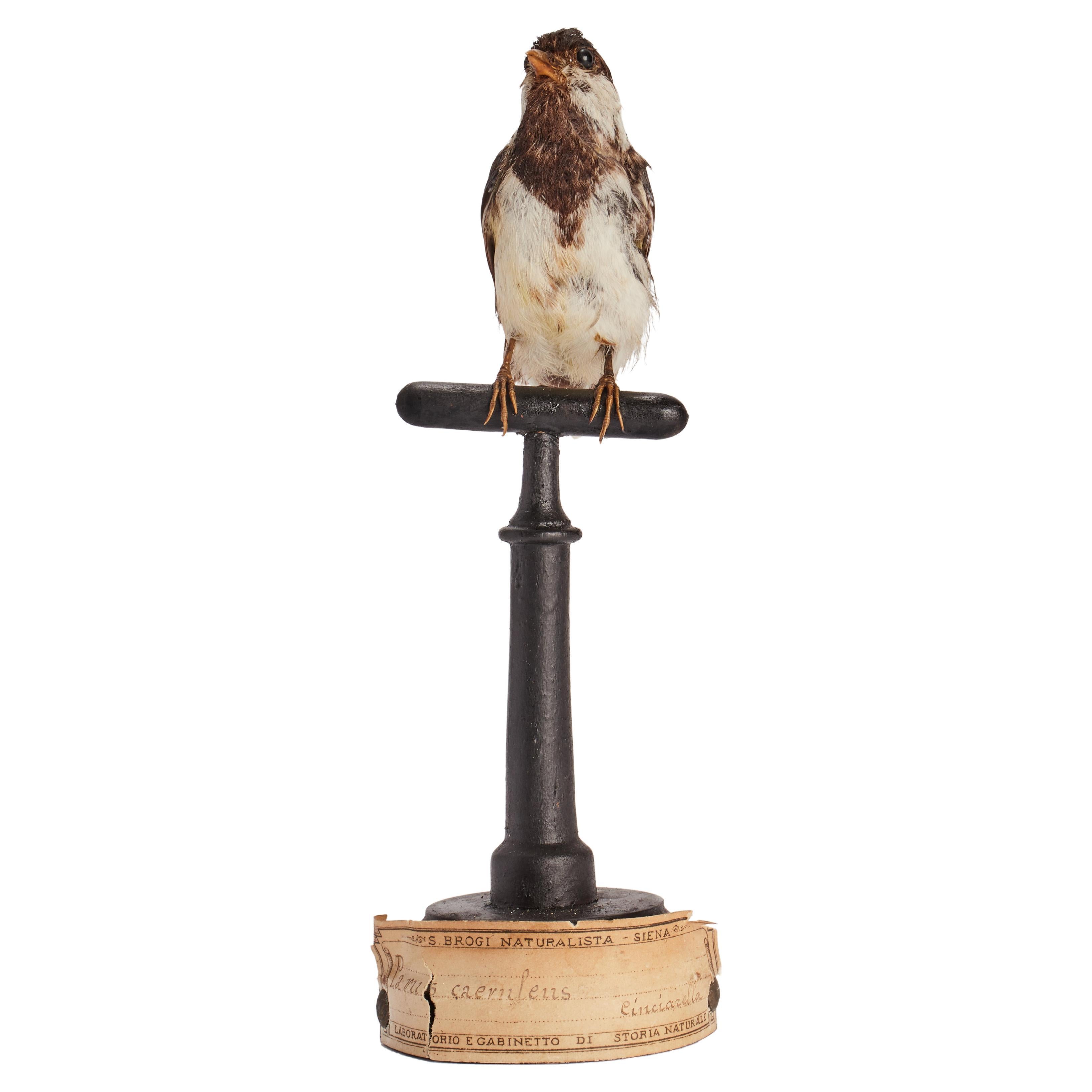 Gepflückter Vogel für naturkundlichen Schrank, Italien 1880. 