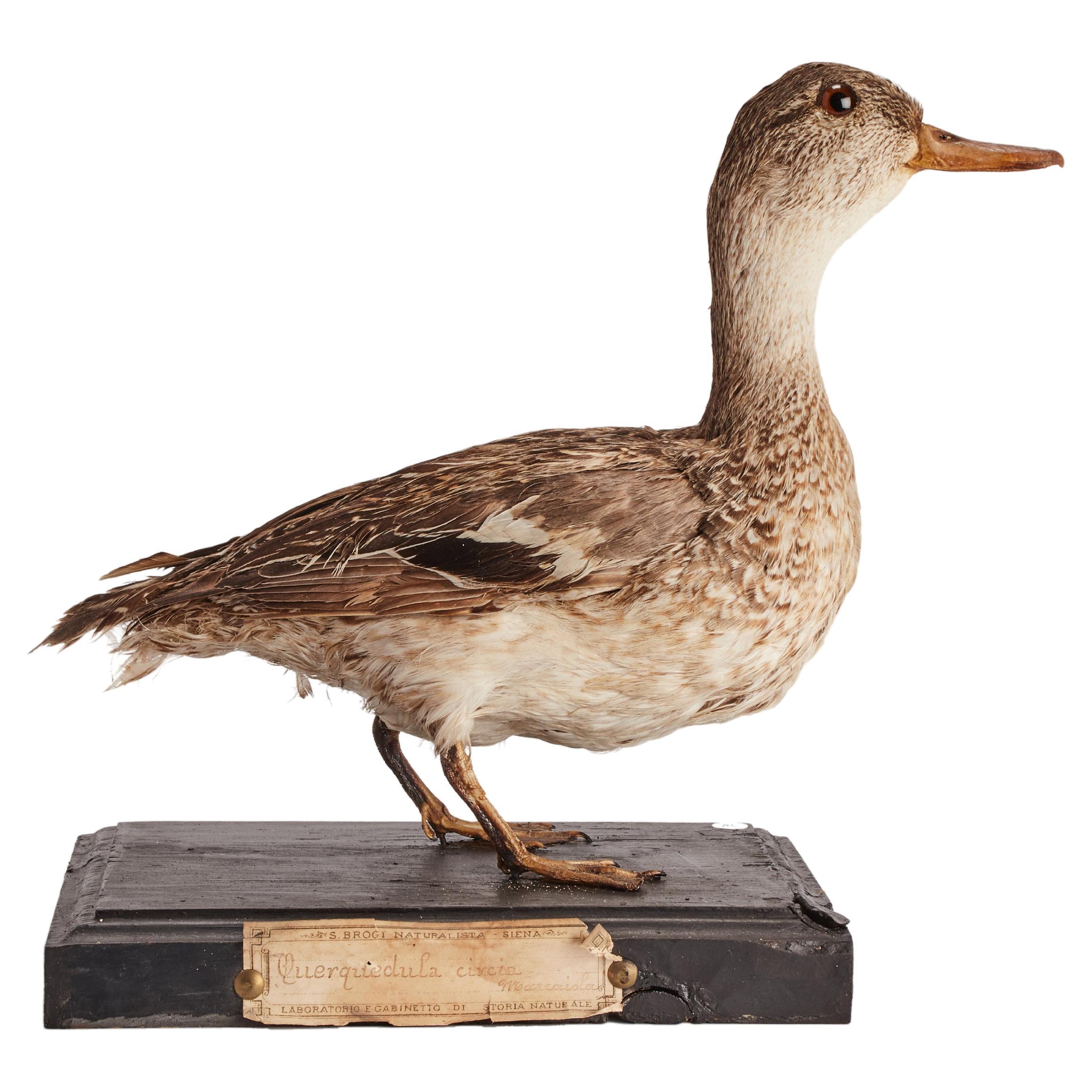 Stuffed bird for natural history cabinet, Italy 1880.  For Sale