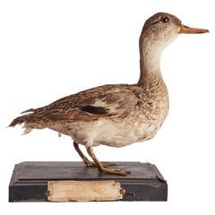 Oiseau touffeté pour meuble de rangement d'histoire naturelle, Italie 1880.