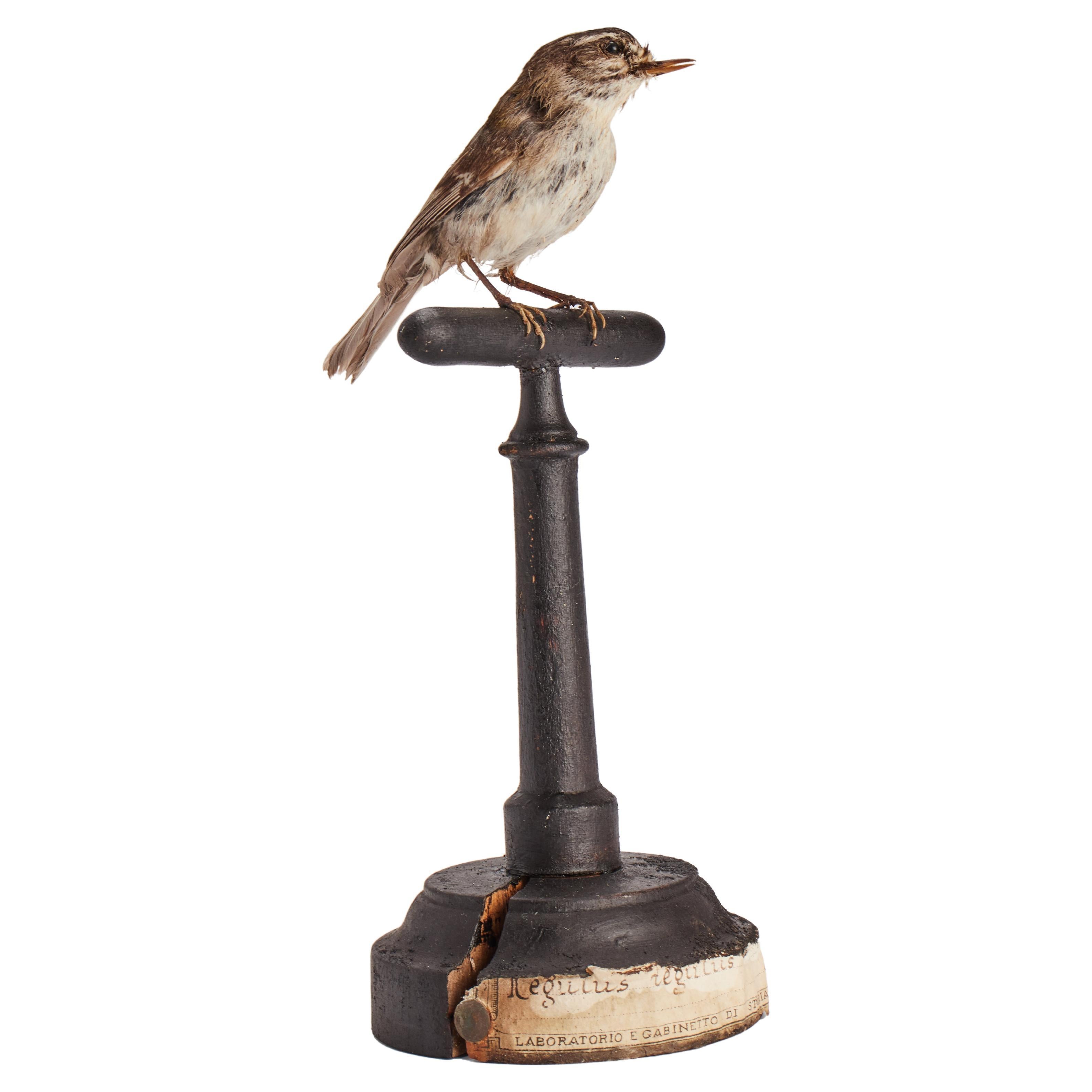 Oiseau touffeté pour meuble de rangement d'histoire naturelle, Italie 1880.  en vente
