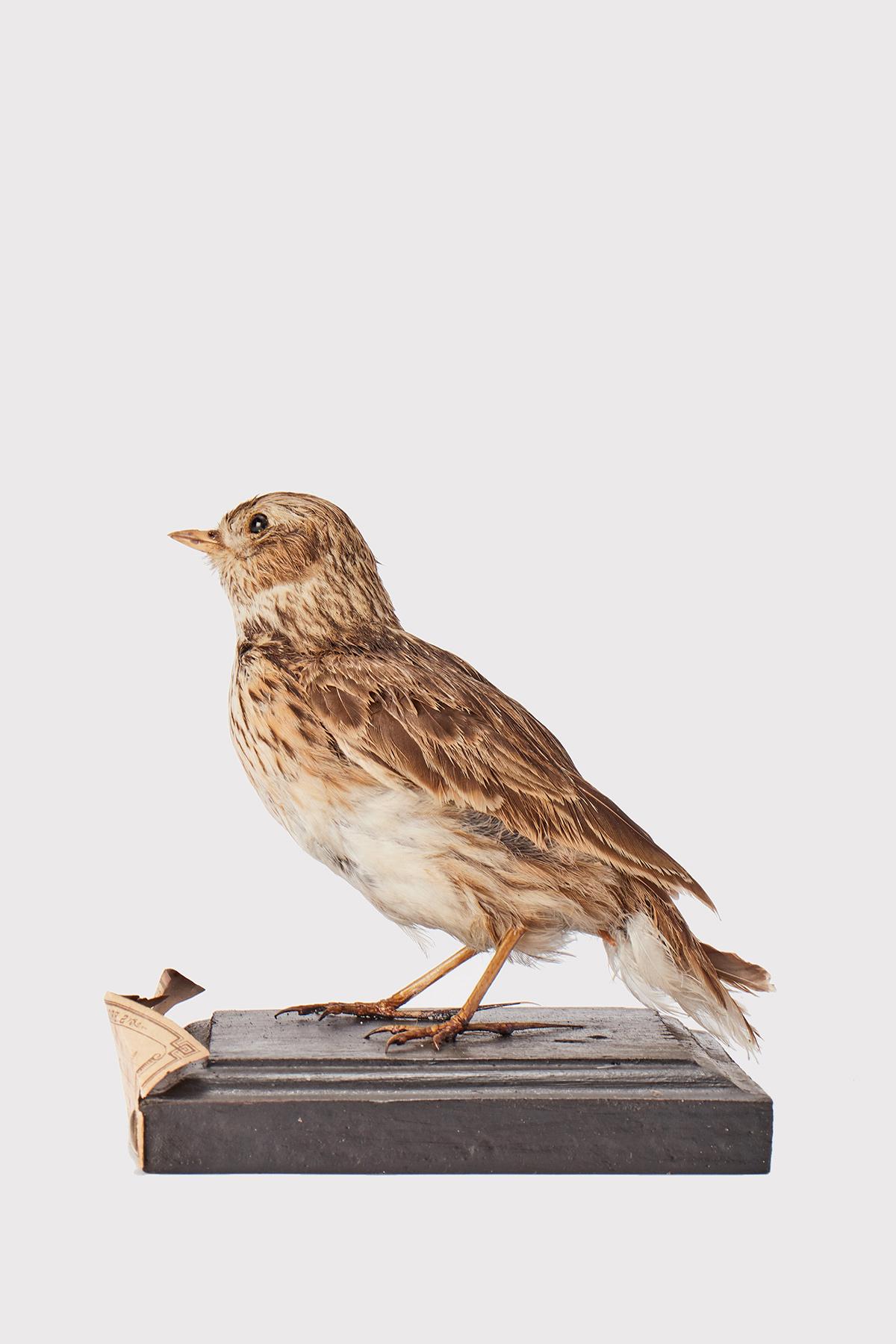 Natural specimen from Wunderkammer: Stuffed bird (Alauda arvensis) Lark, mounted on a wooden base with cartouche. Specimen for laboratory and Natural history cabinet. S. Brogi Naturalista. Siena, Italy circa 1880.
