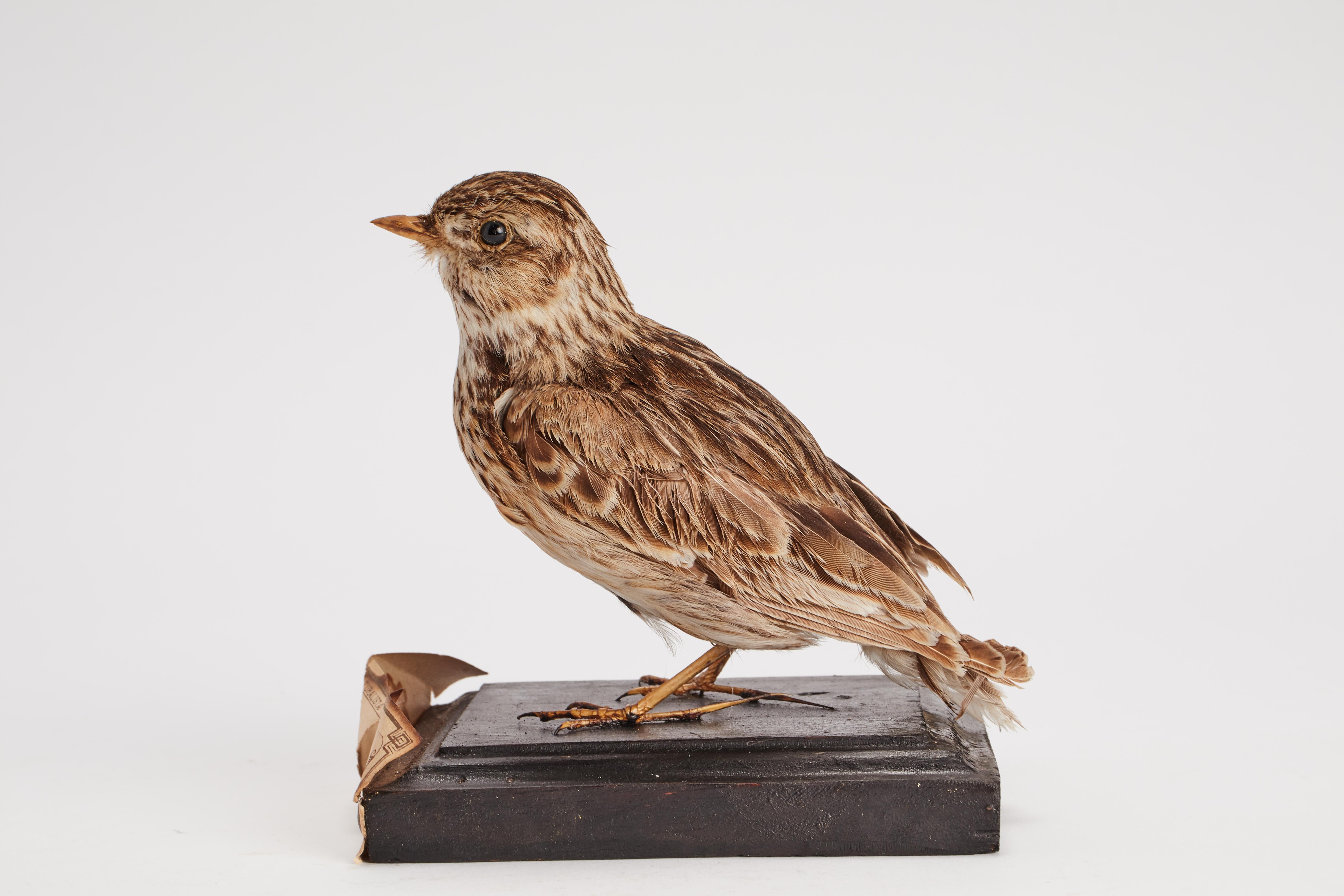 Italian Stuffed bird for natural history cabinet, Lark, Italy 1880. For Sale
